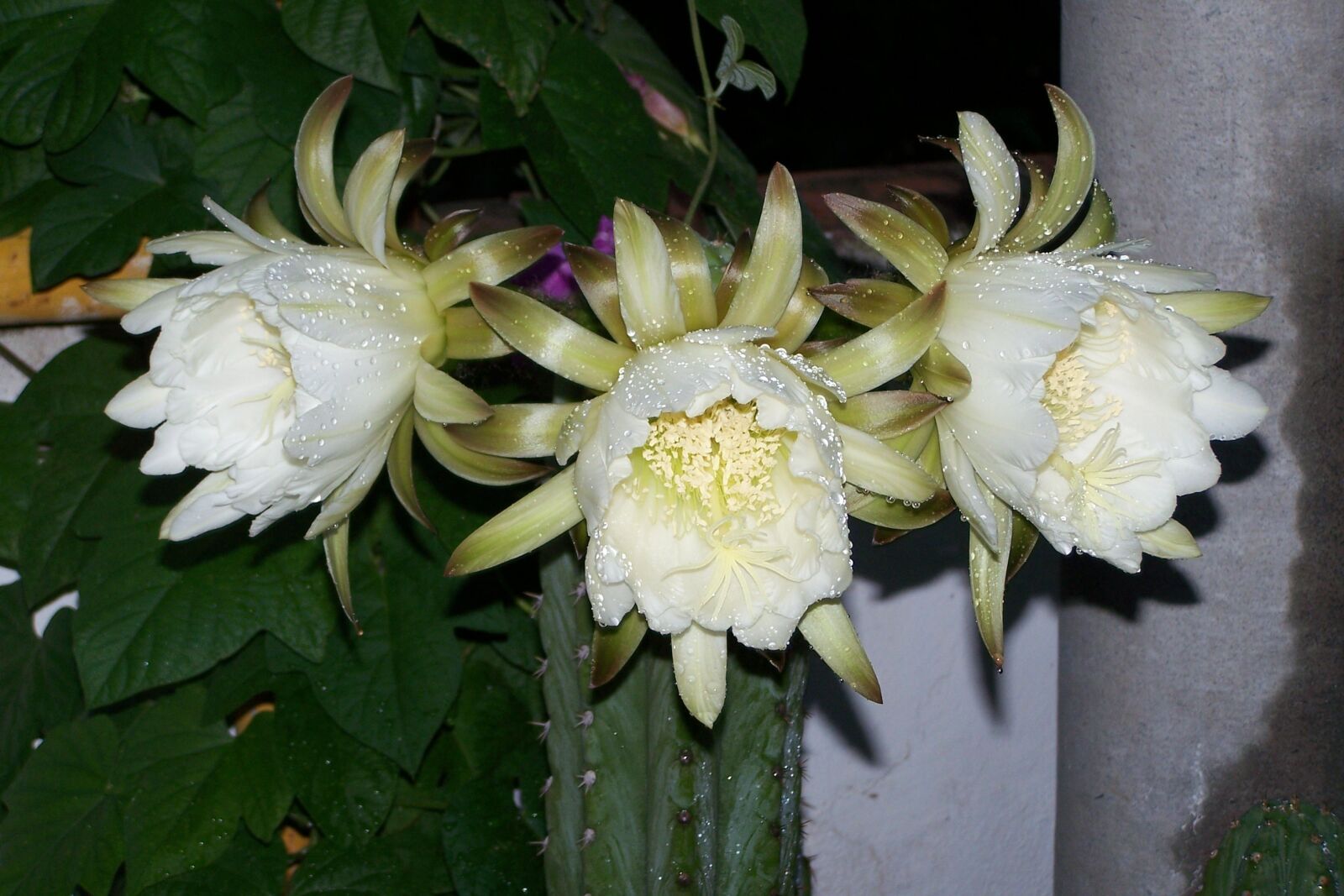 Kodak Z650 ZOOM DIGITAL CAMERA sample photo. Cactus, peruvian torch, flower photography