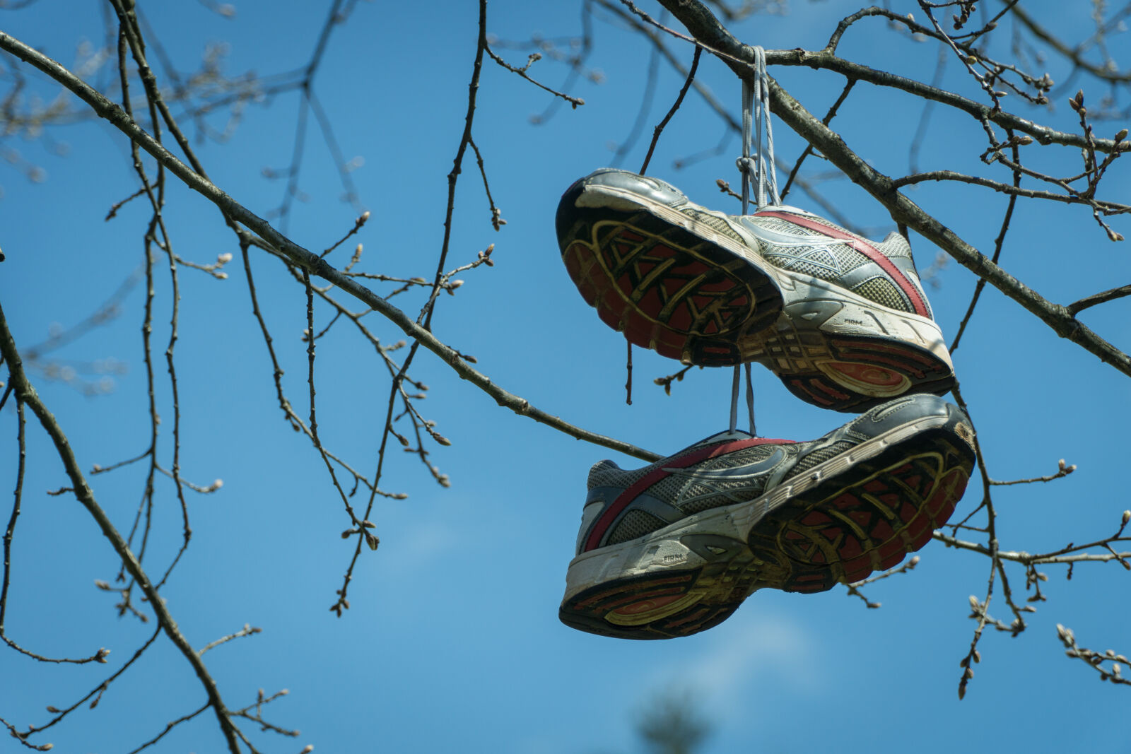Sony a6000 + Sony E PZ 18-105mm F4 G OSS sample photo. Branches, buds, close, up photography