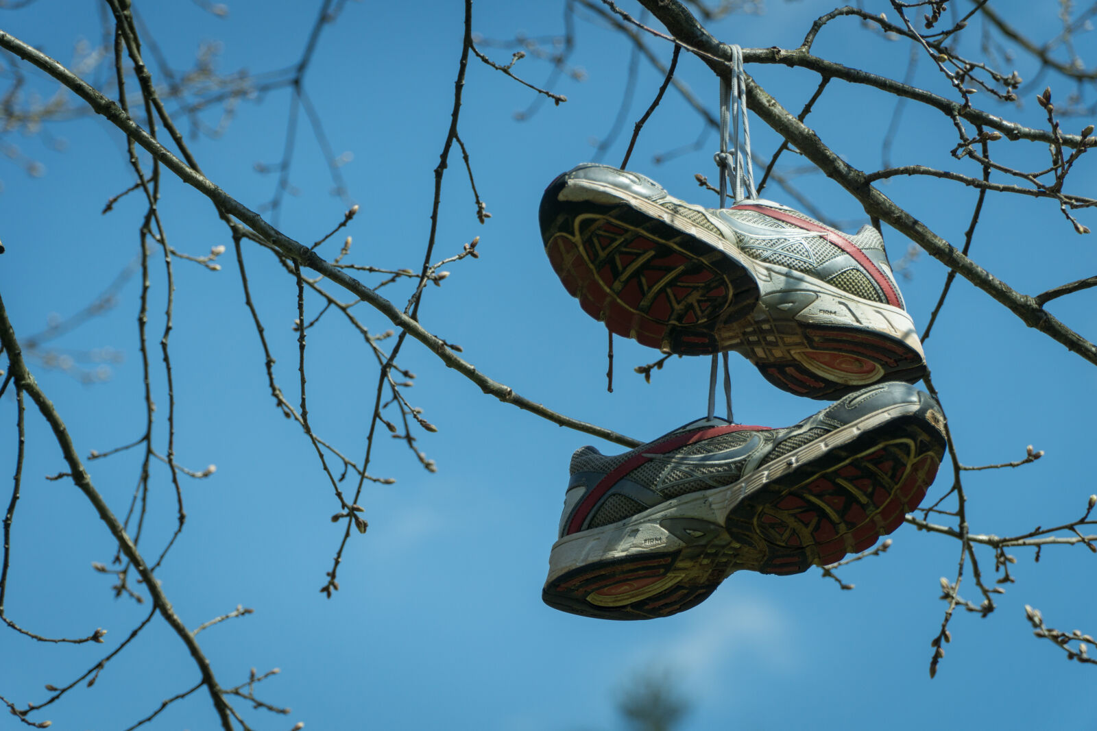 Sony E PZ 18-105mm F4 G OSS sample photo. Branches, buds, close, up photography