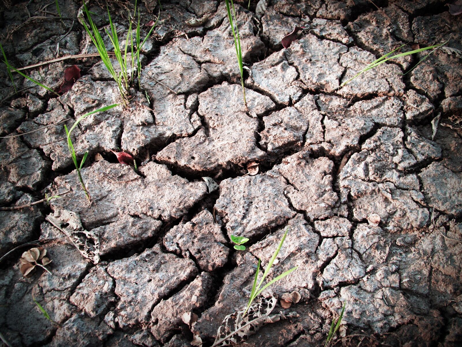 Olympus E-300 (EVOLT E-300) sample photo. Soil, rough, earth photography