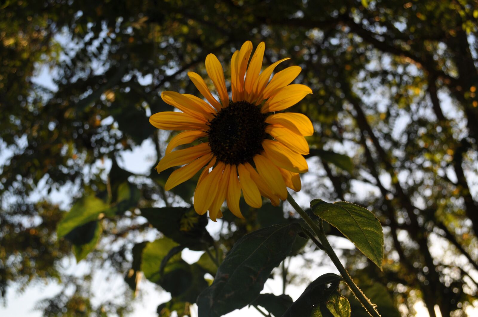 Nikon D5000 sample photo. Sunflower, trees, nature photography