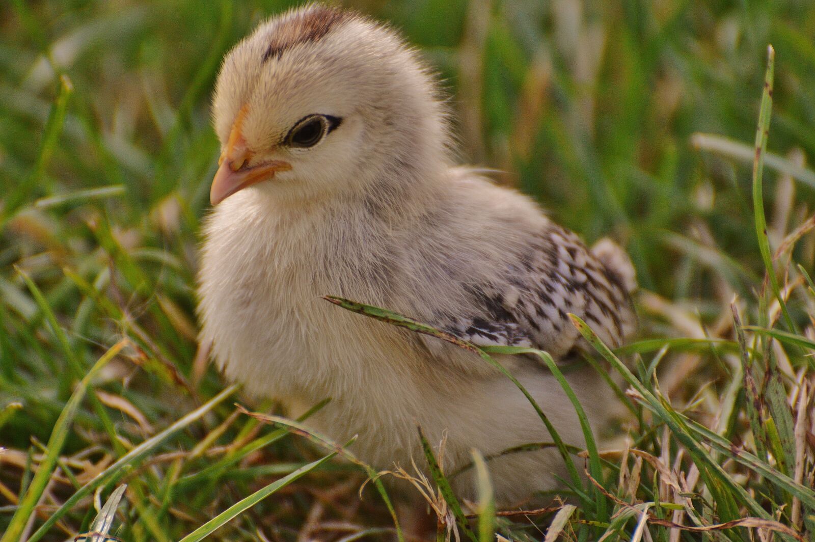 Nikon D3200 sample photo. Chicks, chicken, small photography