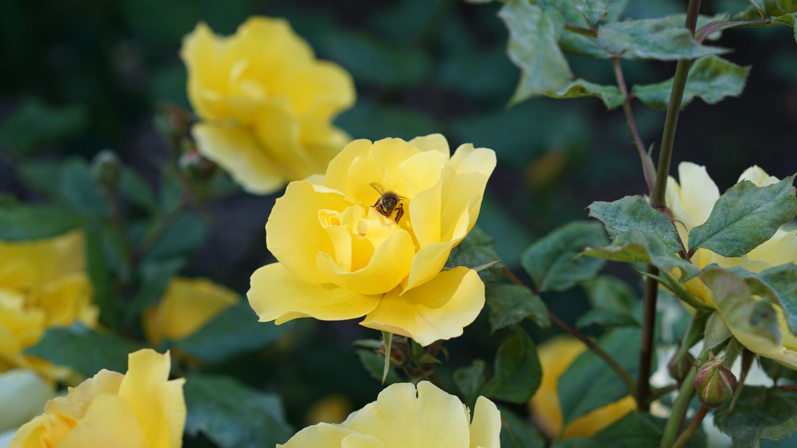 E 50mm F1.8 OSS sample photo. Yellow, nature, spring photography