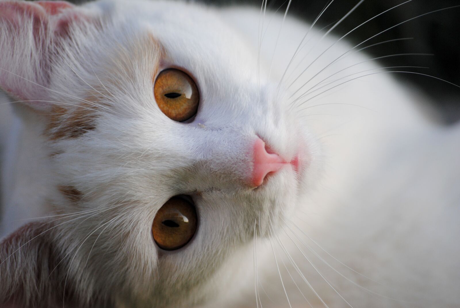 Nikon D3000 sample photo. Cat, cat's eyes, animal photography