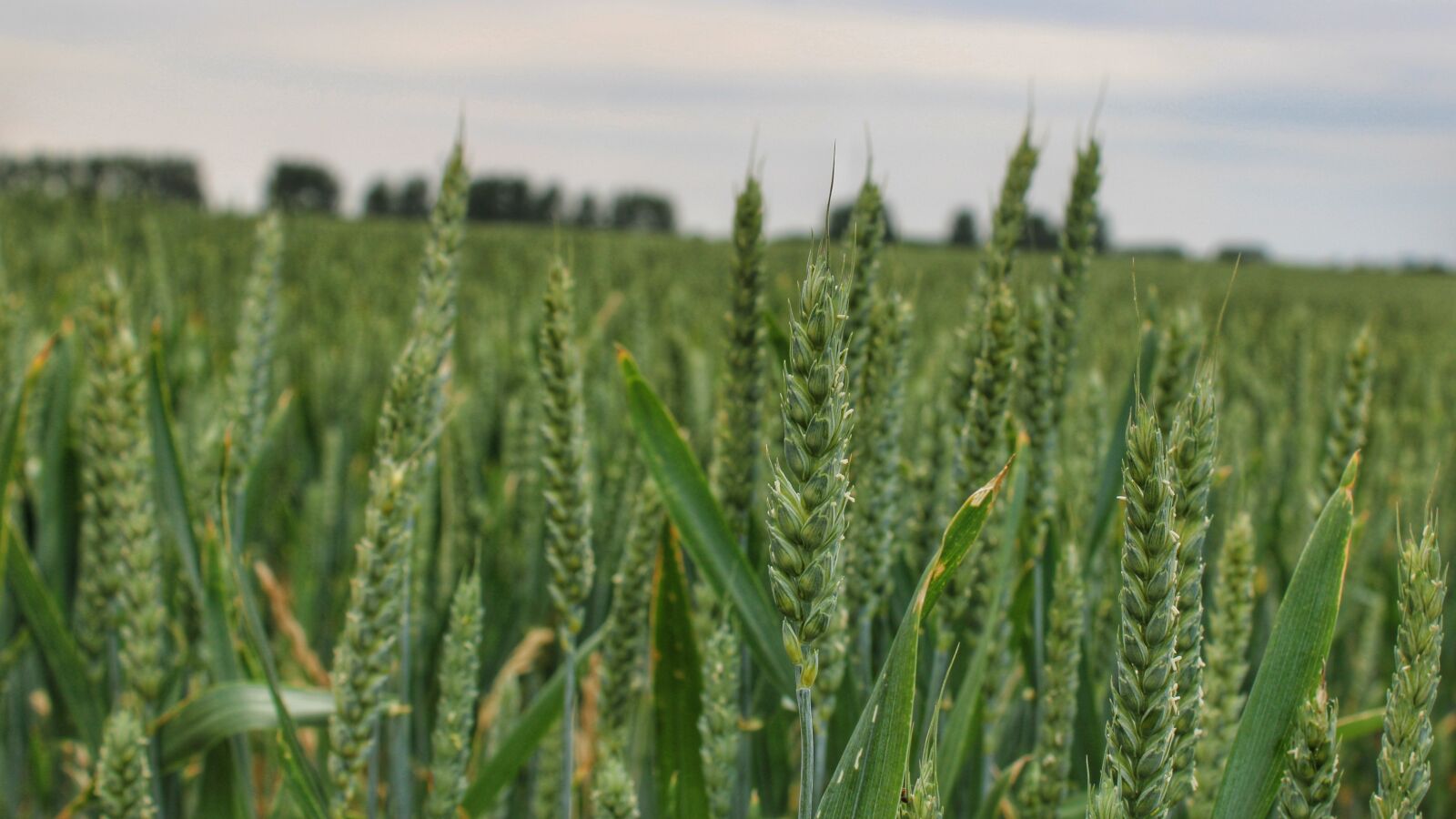 Canon EOS 2000D (EOS Rebel T7 / EOS Kiss X90 / EOS 1500D) sample photo. Field, wheat, sky photography