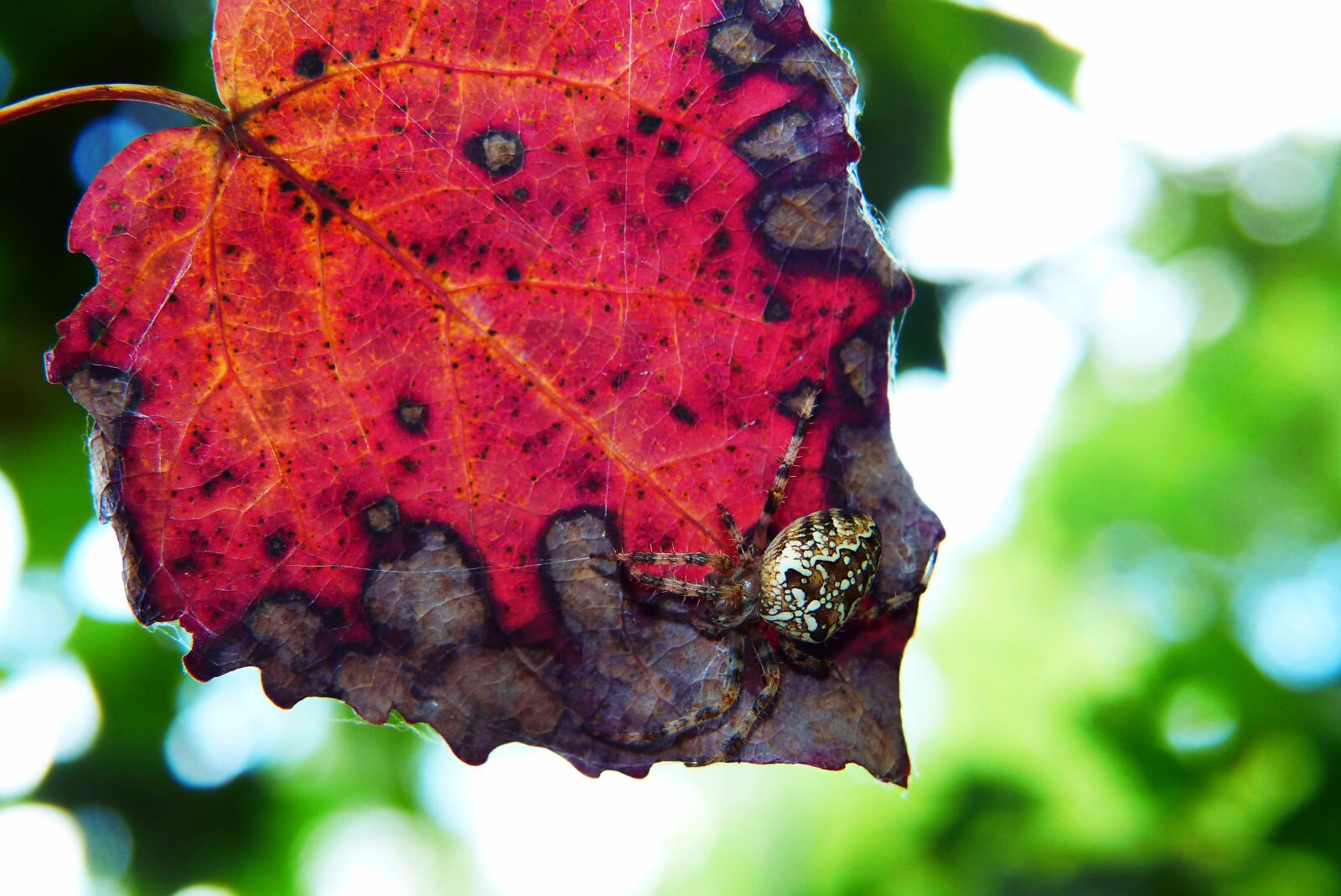 Panasonic Lumix DMC-FZ200 sample photo. Crusader garden, female, spider photography