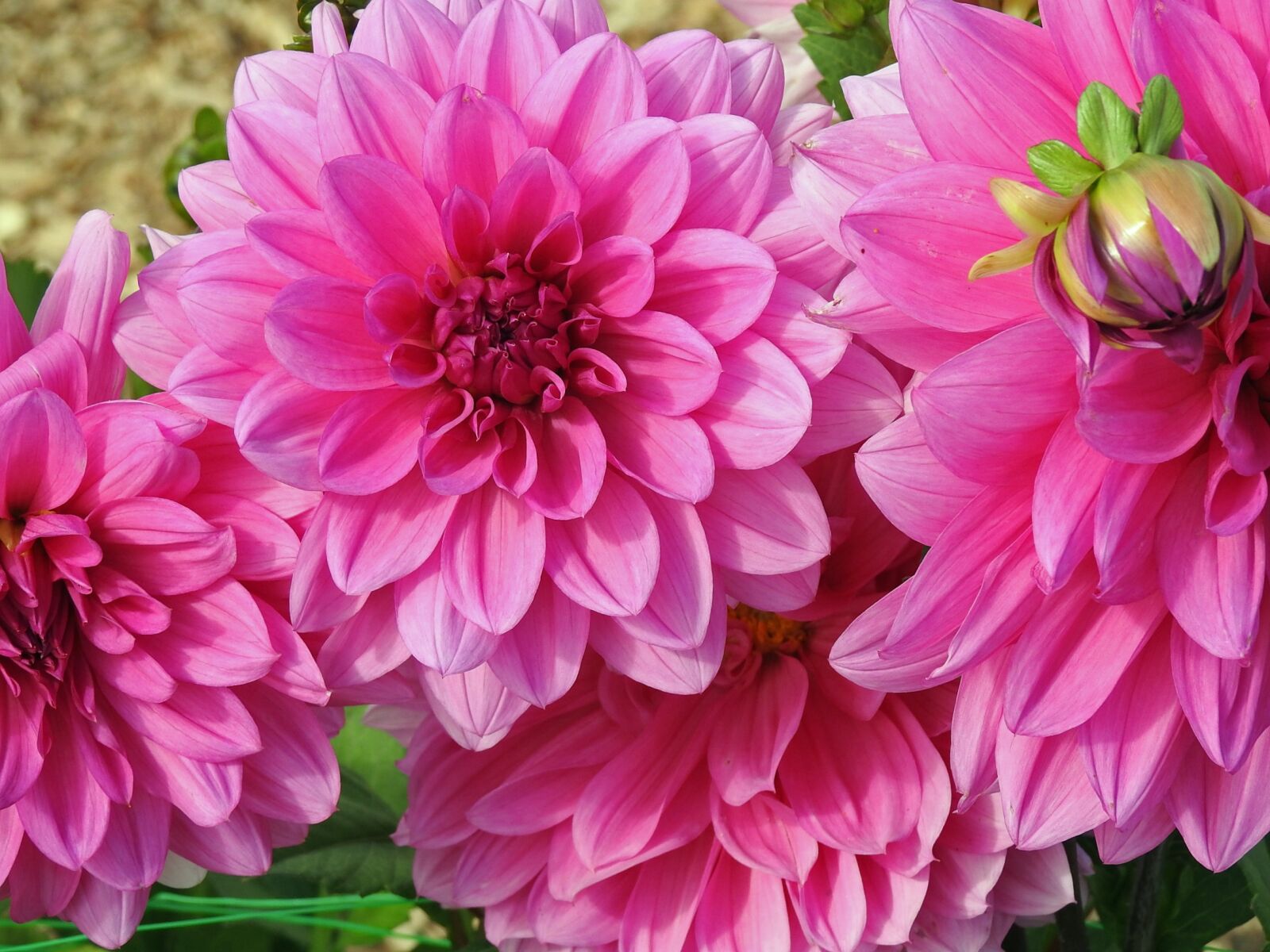 Nikon Coolpix P900 sample photo. Dahlia, pink, pink flower photography