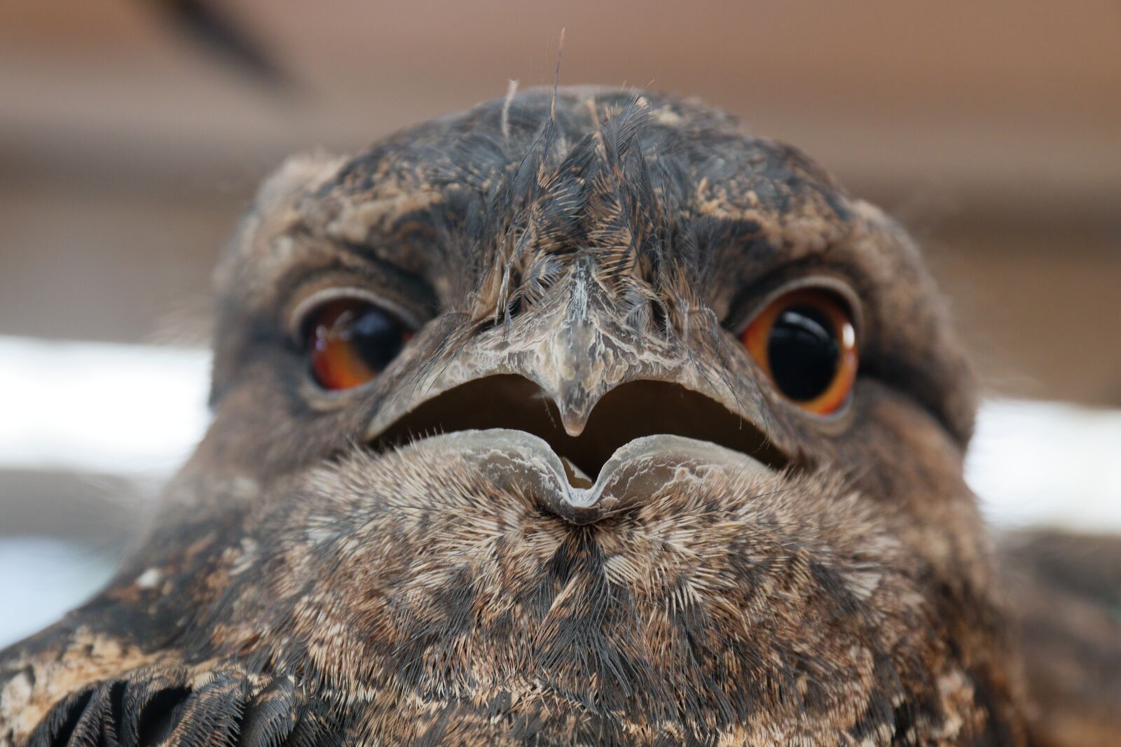 Canon EOS 750D (EOS Rebel T6i / EOS Kiss X8i) sample photo. Owl, bird, close-up photography