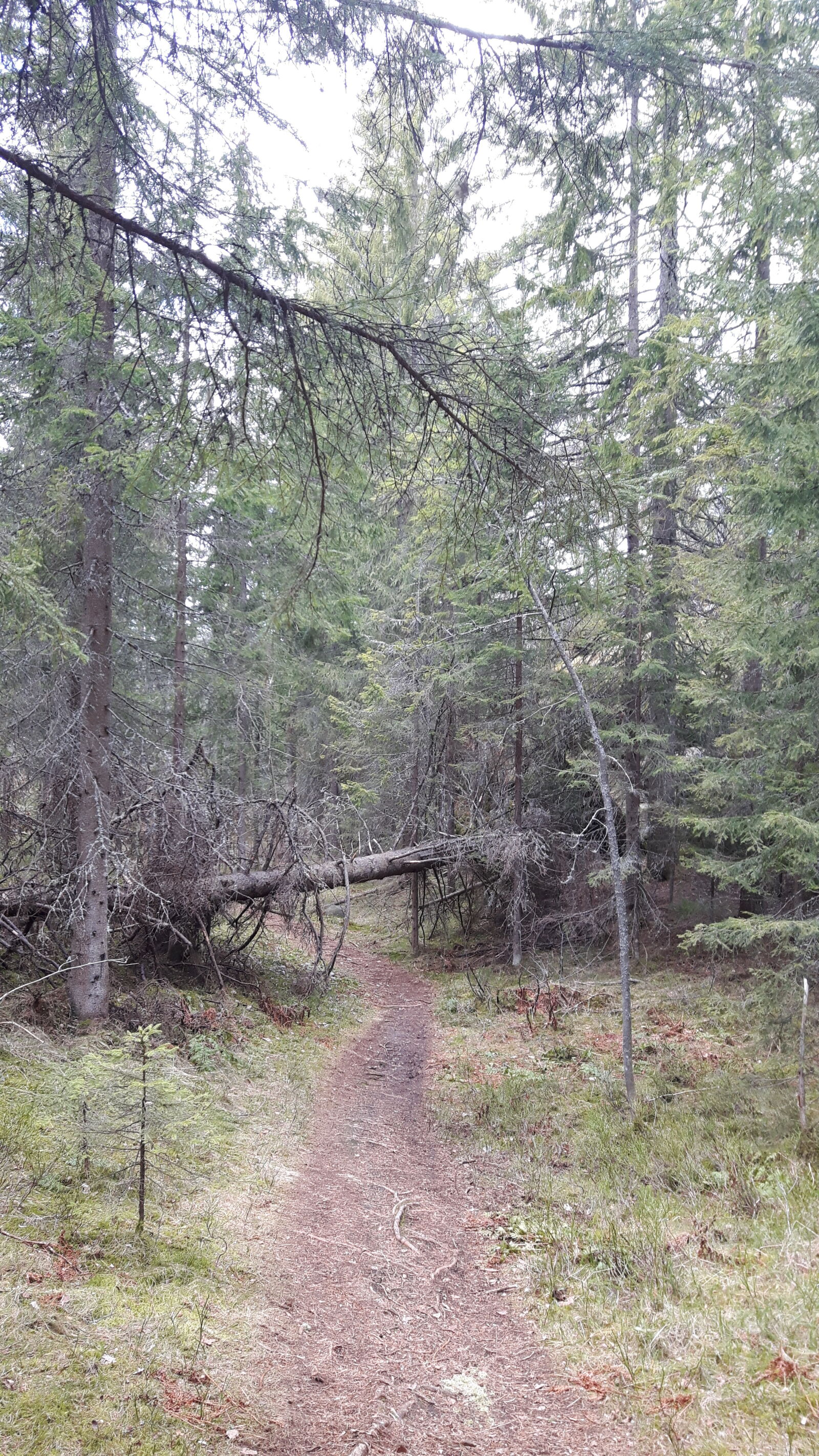 Samsung Galaxy S5 Neo sample photo. Fallen, tree, forest, green photography