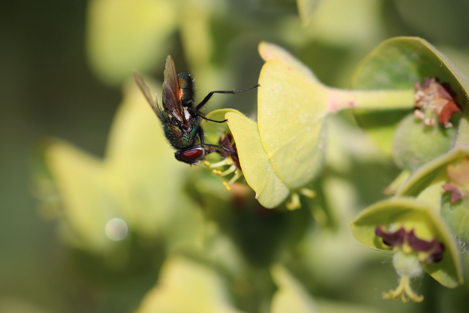 Canon EOS 800D (EOS Rebel T7i / EOS Kiss X9i) sample photo. Insect, fly, glazed includes photography