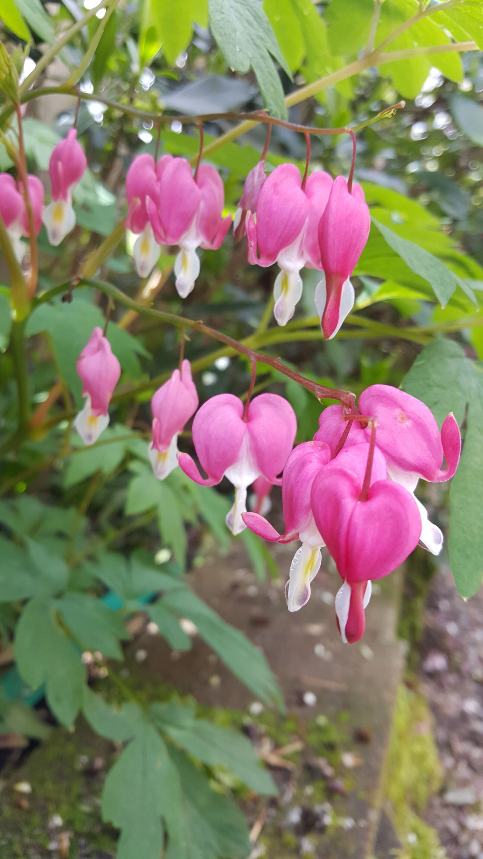 Samsung Galaxy Note5 sample photo. Bleeding, hearts, flower photography