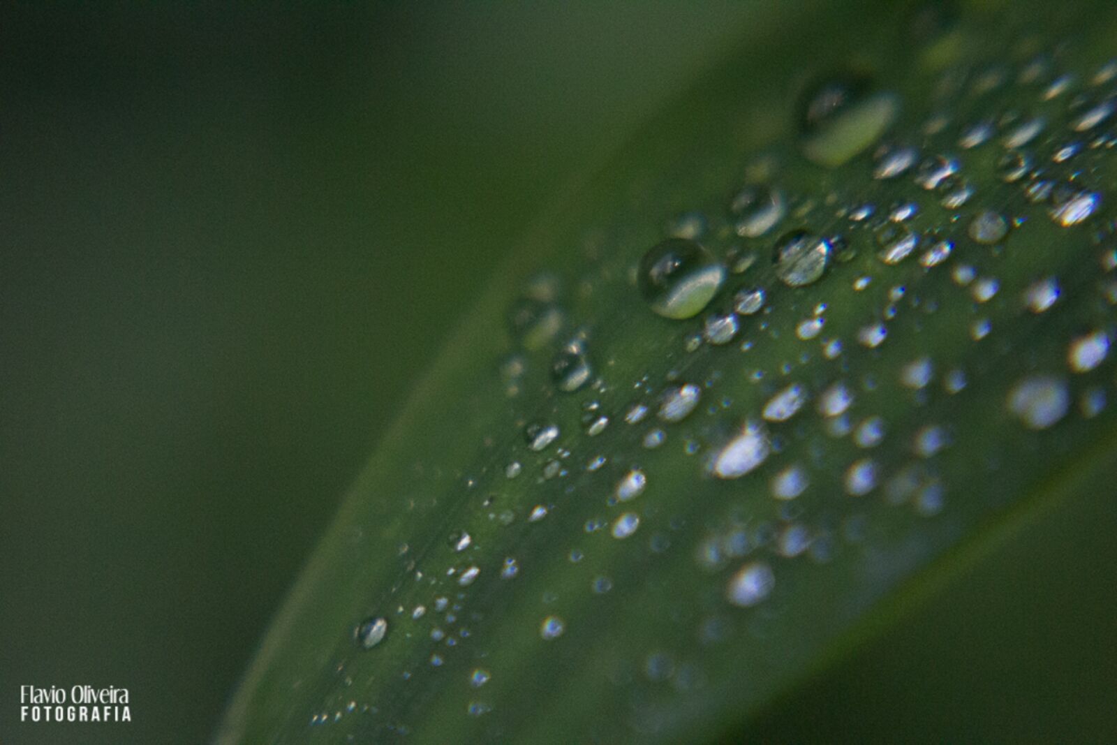 Canon EOS 1200D (EOS Rebel T5 / EOS Kiss X70 / EOS Hi) sample photo. Drops, of, water, green photography
