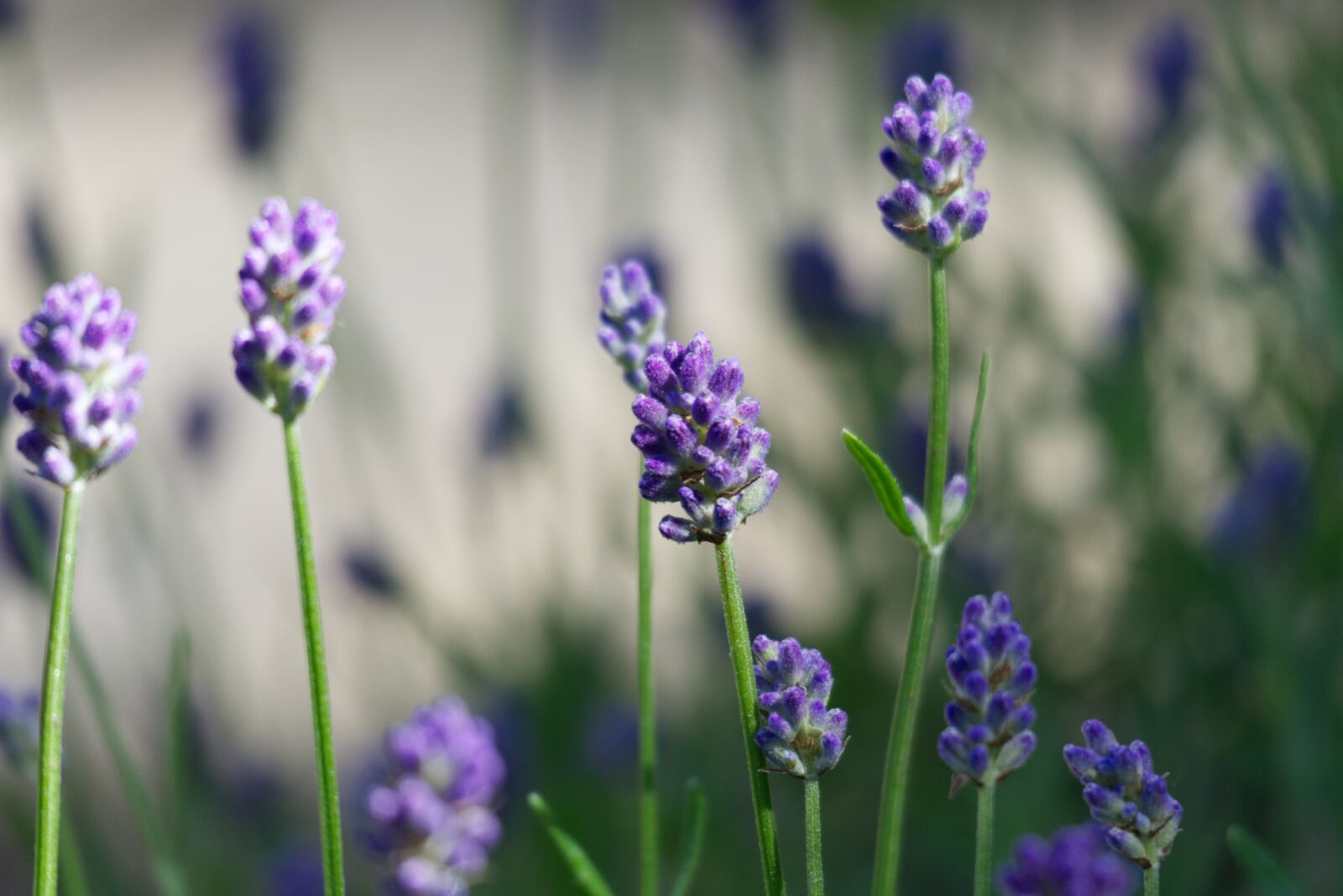 Canon EF-M 55-200mm F4.5-6.3 IS STM sample photo. Lavender, purple, nature photography