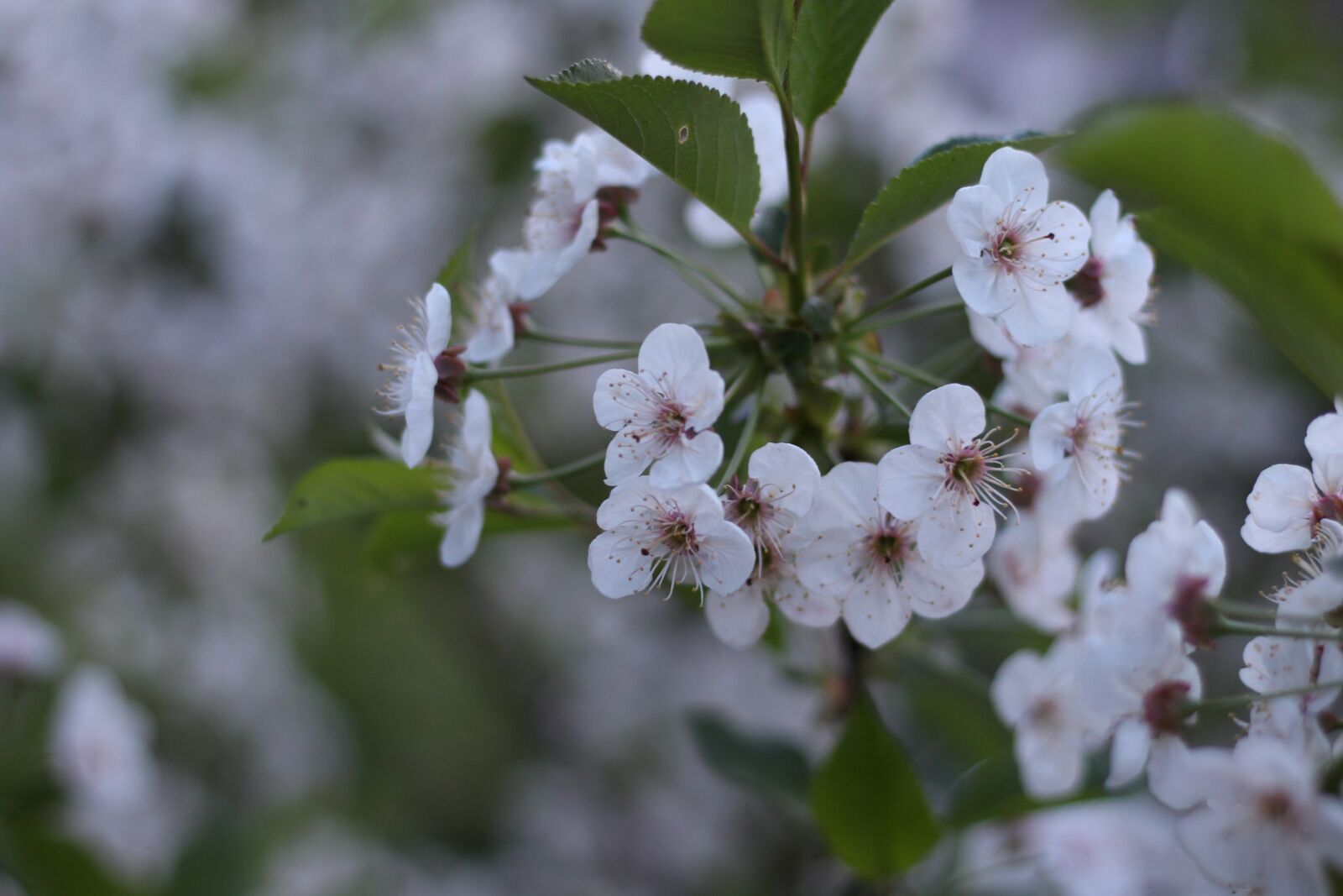 Canon EOS 700D (EOS Rebel T5i / EOS Kiss X7i) + Canon EF 50mm F1.8 STM sample photo. White, delicate, nature photography