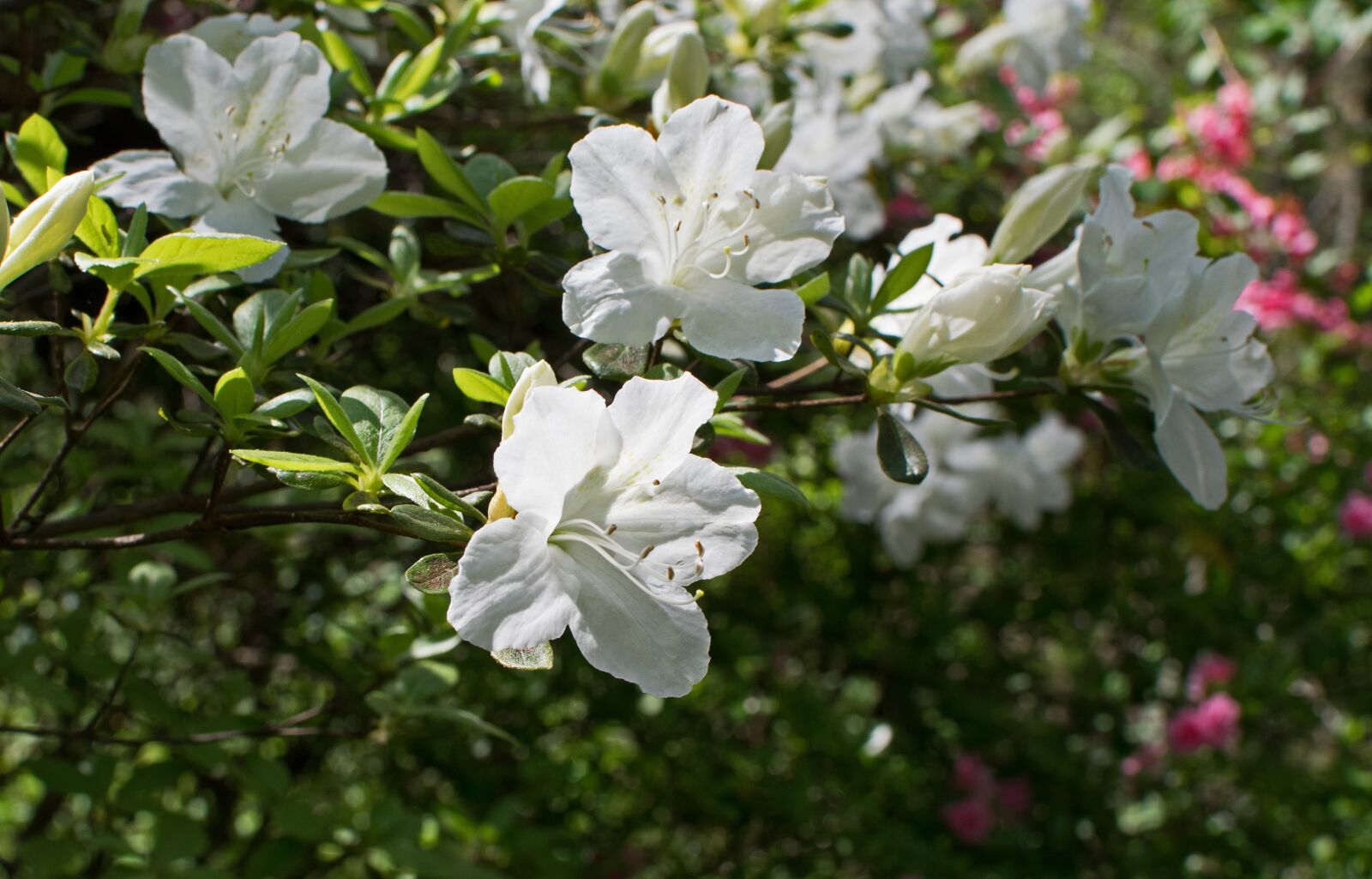 Nikon D3300 sample photo. White azalea, azalea, flower photography
