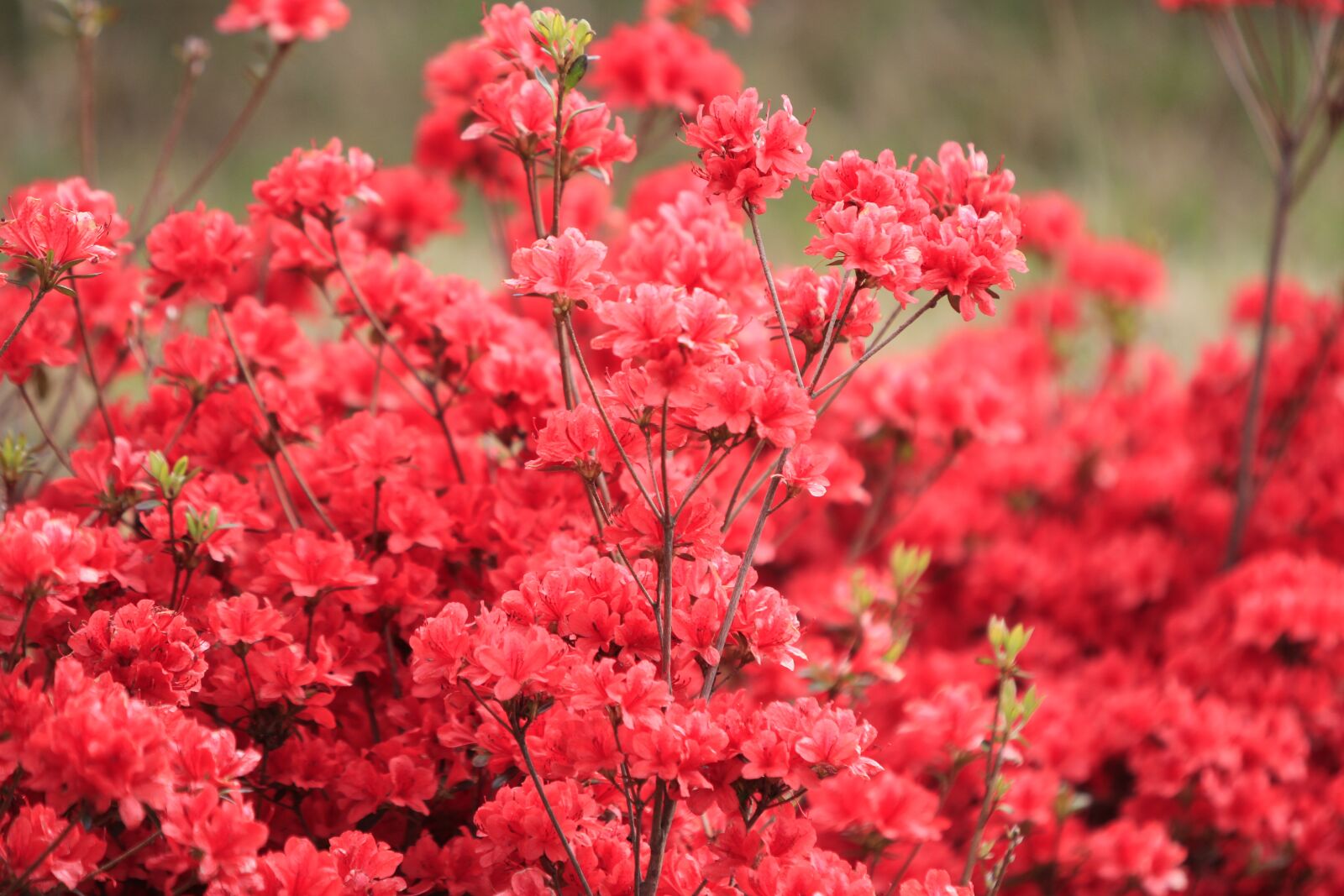 Canon EOS 7D sample photo. Pohang, everywhere park, flowers photography