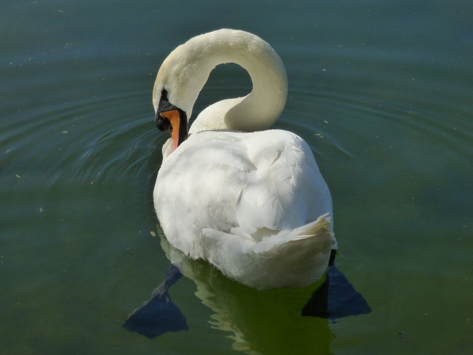 Panasonic DMC-FZ72 sample photo. Nature, duck bird, white photography
