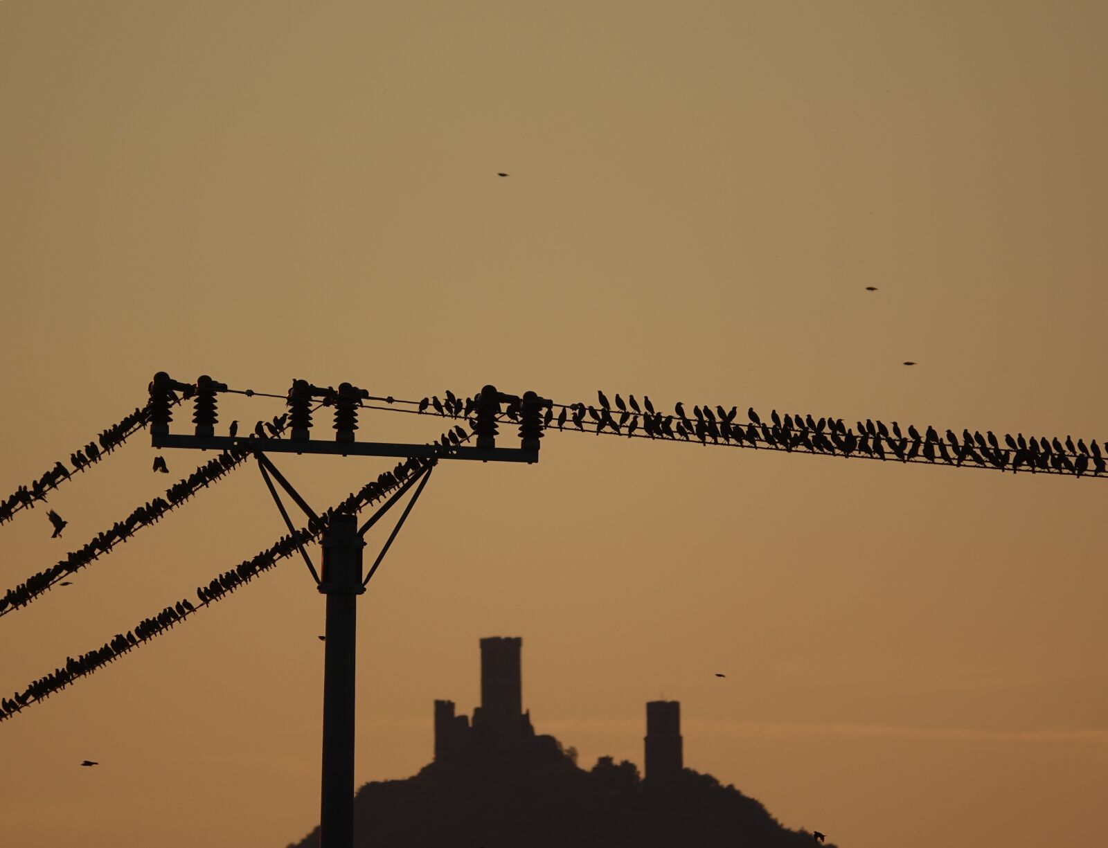Sony Cyber-shot DSC-RX10 III sample photo. Autumn, starlings, birds photography