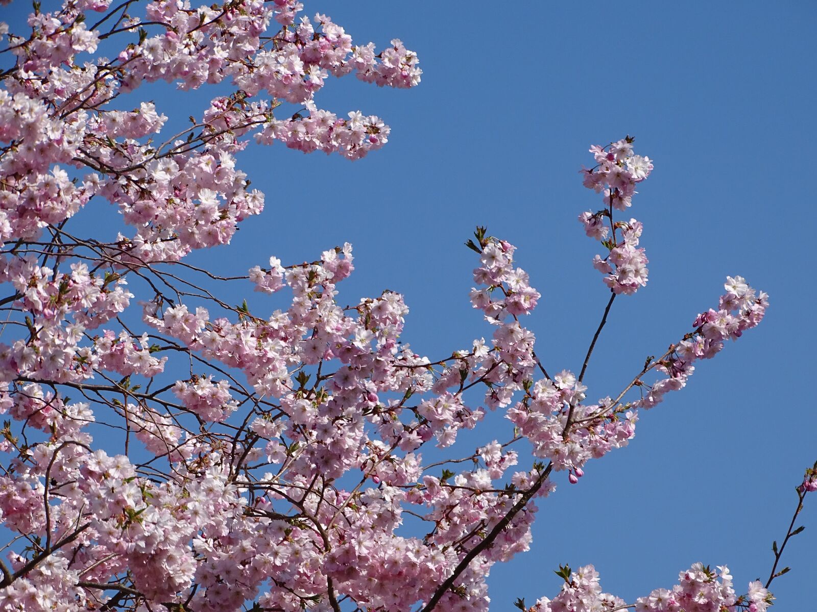 Sony Cyber-shot DSC-HX400V sample photo. Spring, nature, flowers photography