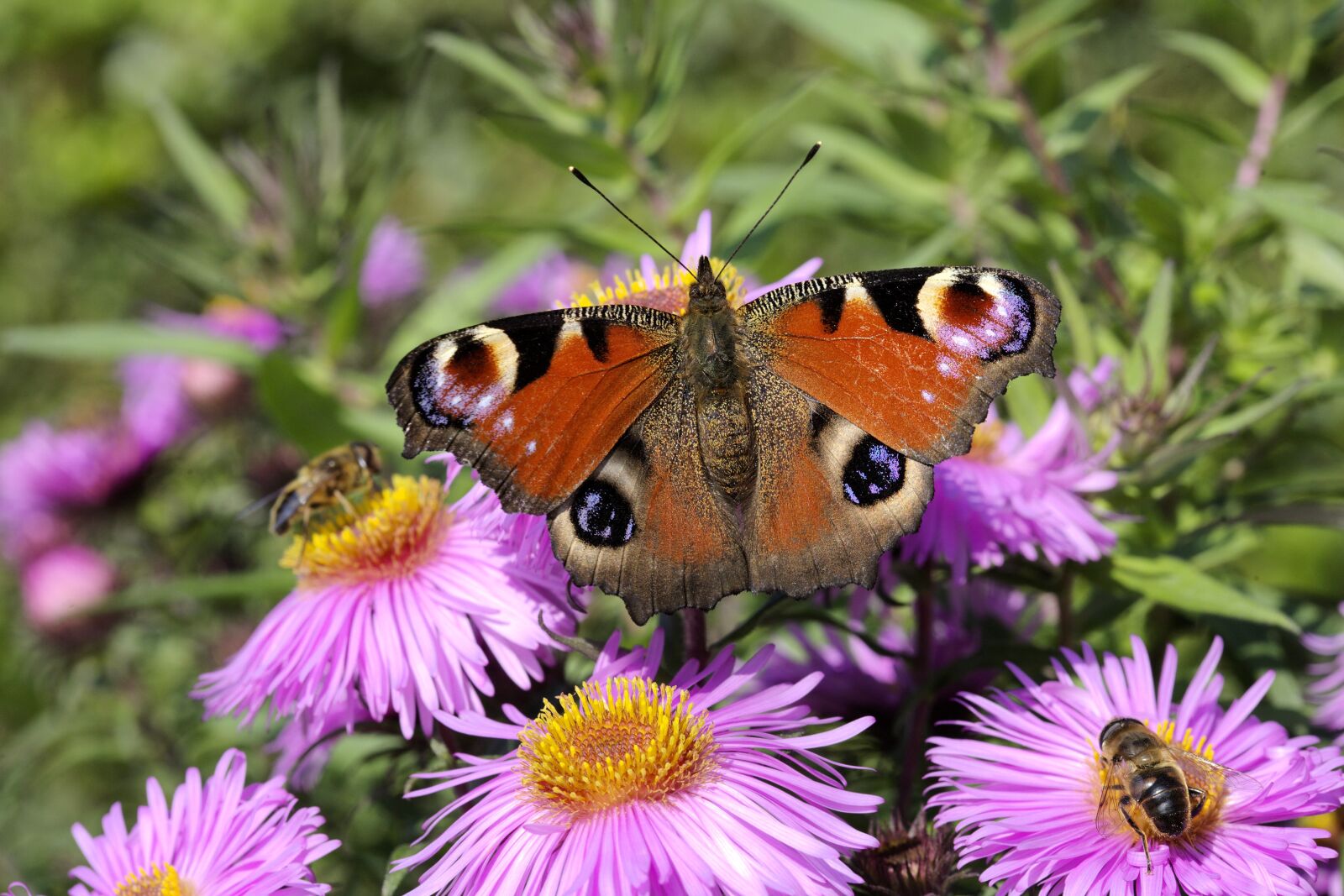 Canon EOS 5D sample photo. Peacock butterfly, butterflies, flower photography