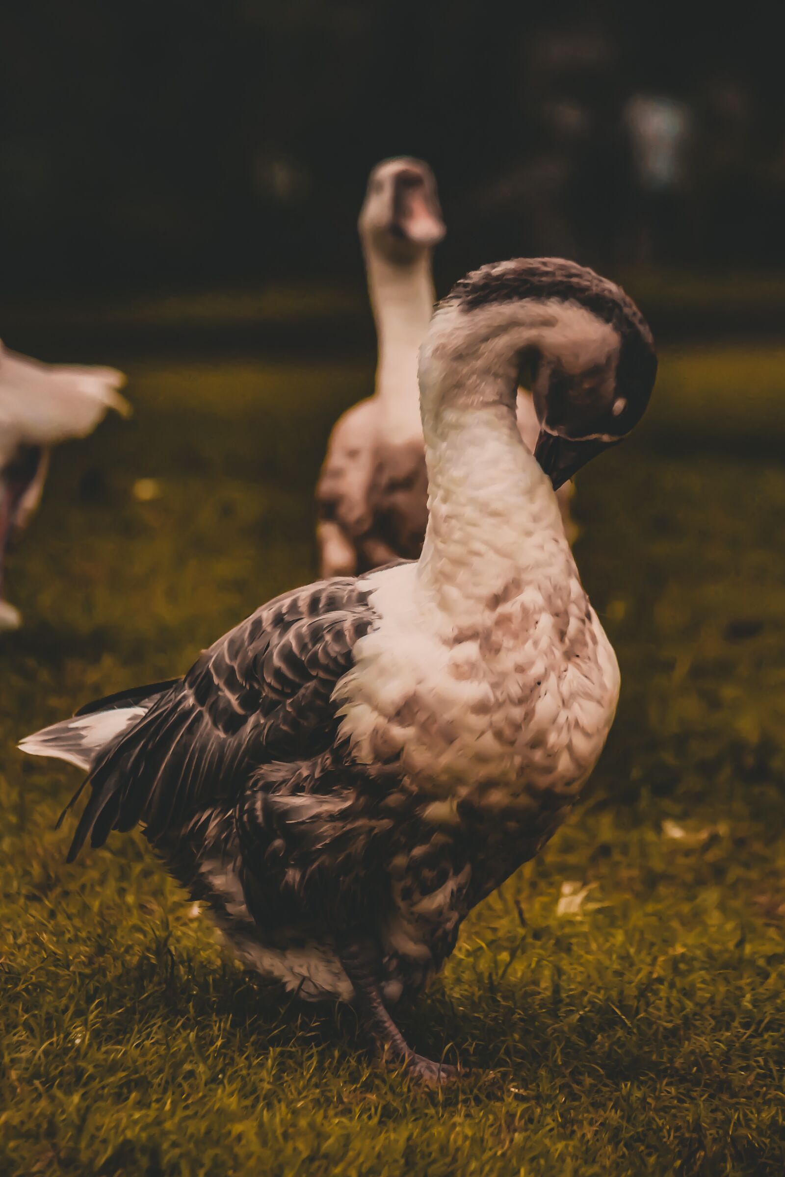 Canon EOS 700D (EOS Rebel T5i / EOS Kiss X7i) sample photo. Swan, park, nature photography