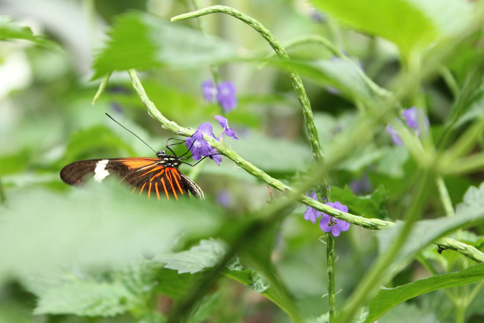 Canon EOS 1100D (EOS Rebel T3 / EOS Kiss X50) sample photo. Butterfly, purple flower, nature photography