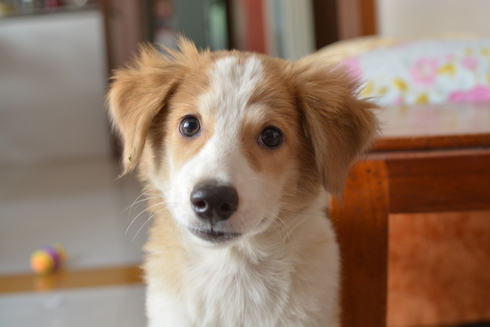 Nikon D5200 sample photo. Dog, pet, animal photography
