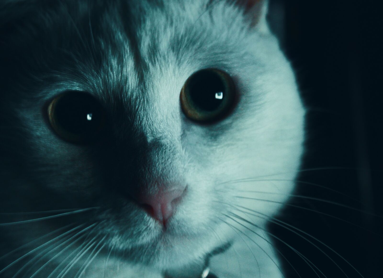Canon EOS 500D (EOS Rebel T1i / EOS Kiss X3) sample photo. Cat, white, pet photography