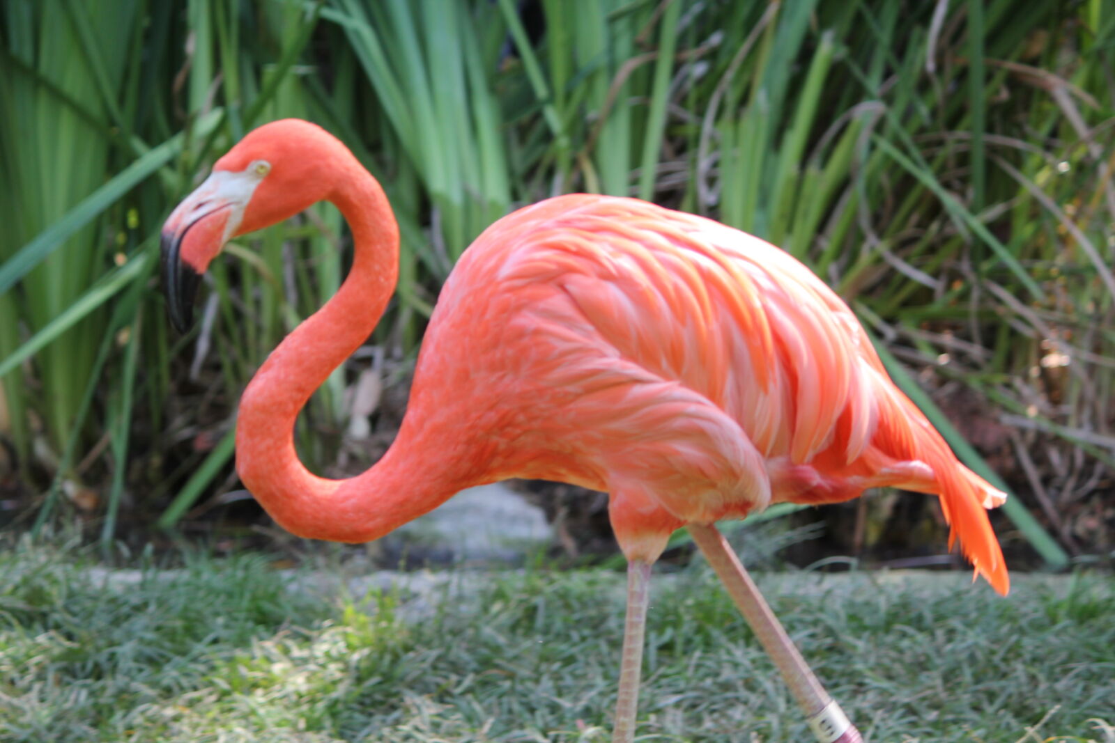 Canon EF-S 55-250mm F4-5.6 IS sample photo. Close, up, of, orange photography