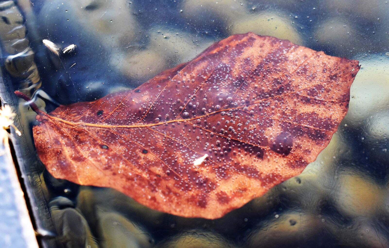 Nikon D5500 sample photo. Ice, pond, frozen photography