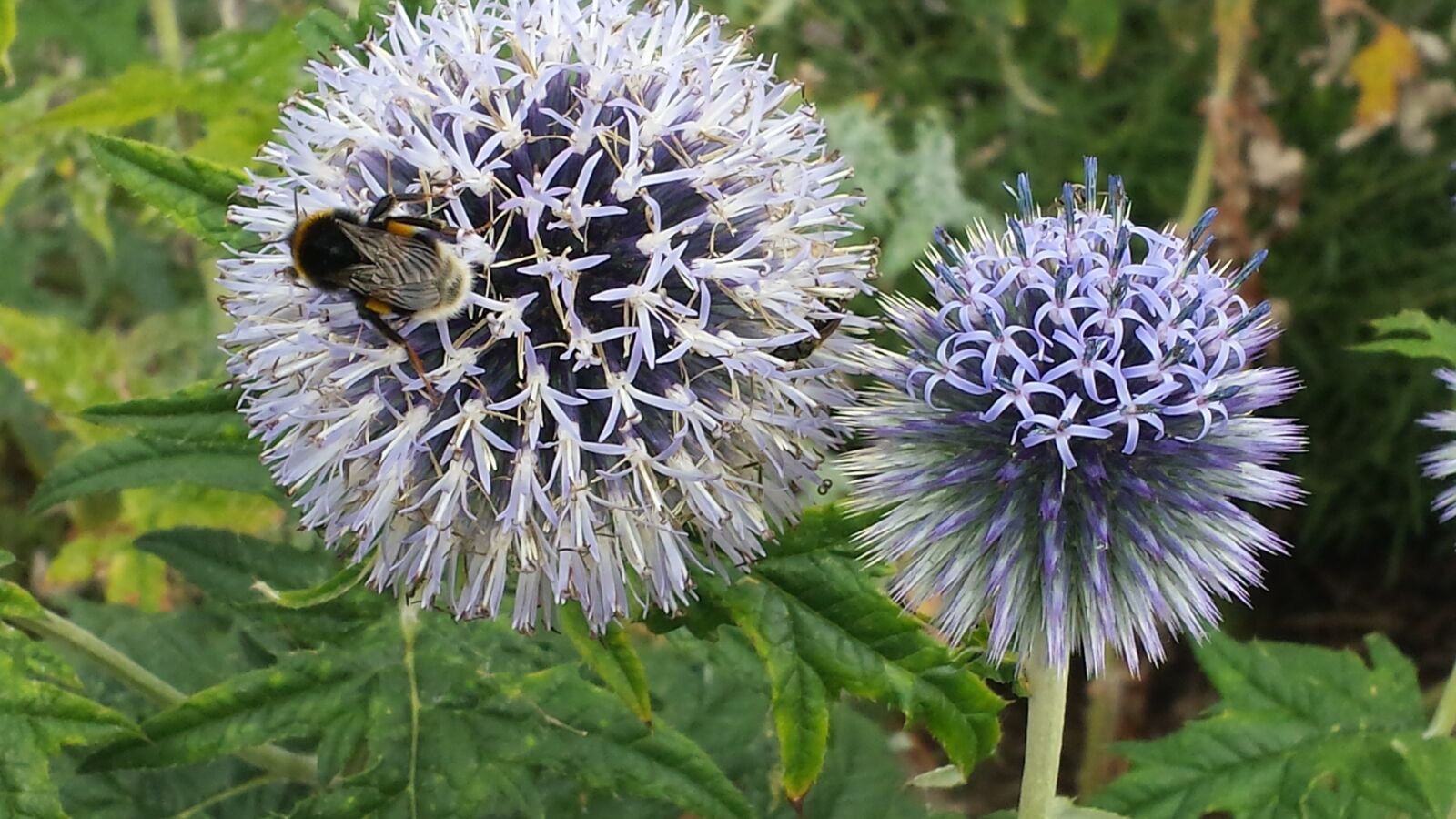 Samsung Galaxy S4 sample photo. Globe thistle, bee, flower photography