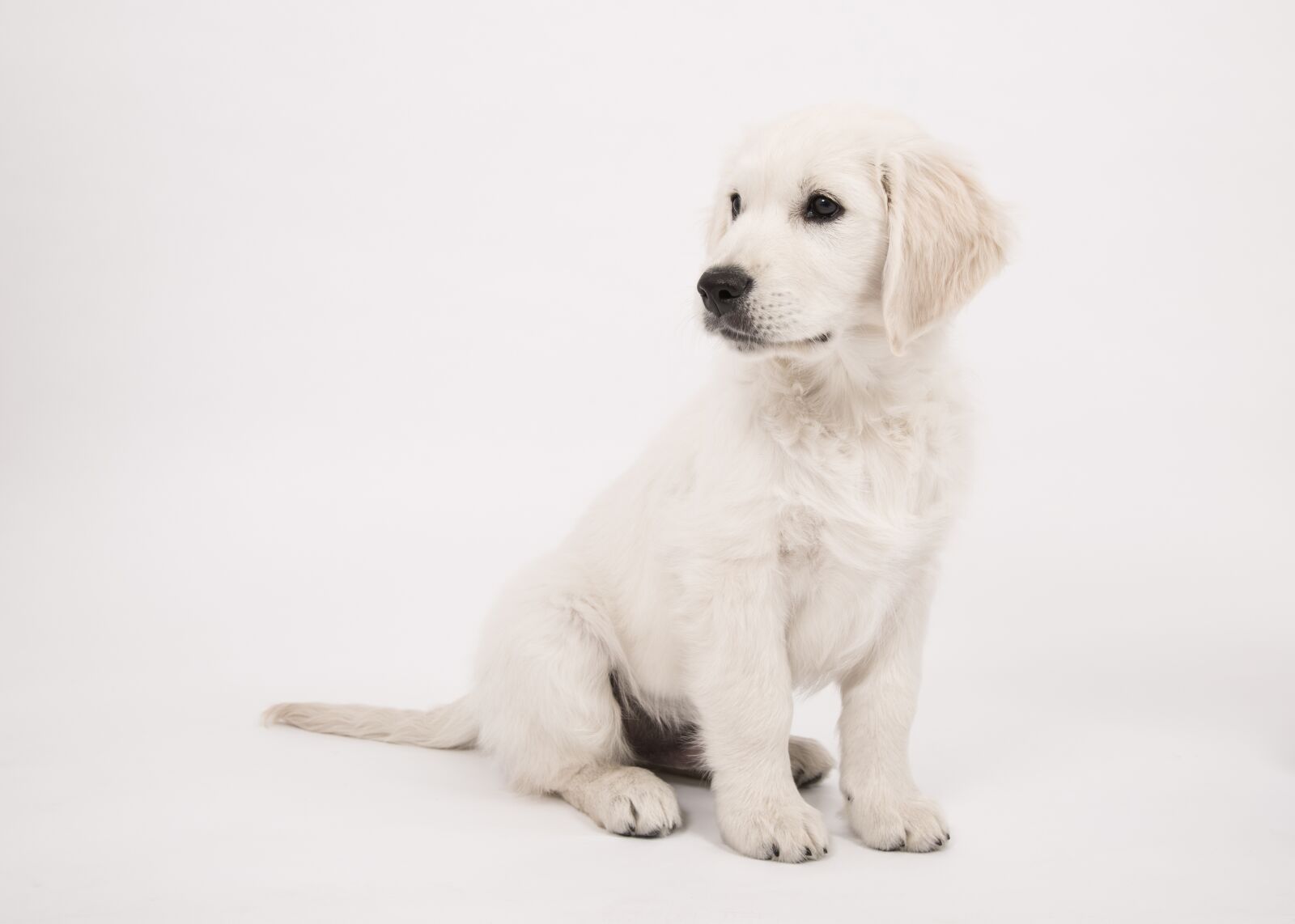 Canon EF 24-105mm F4L IS USM sample photo. Dog, golden retriever, puppy photography