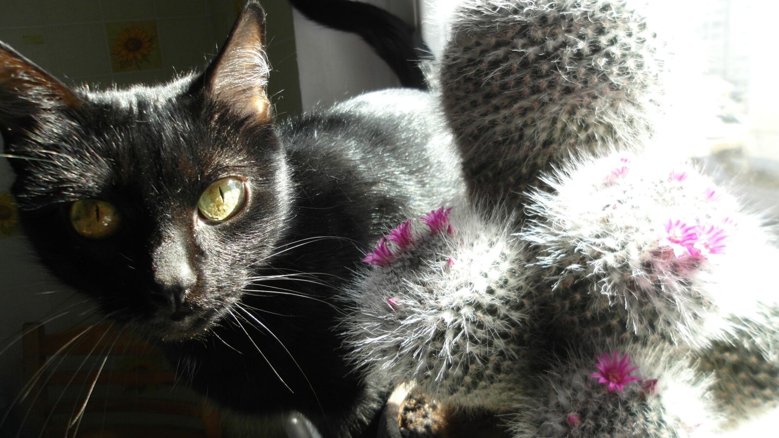 Samsung ST700 sample photo. кошка, черная кошка, кактус photography