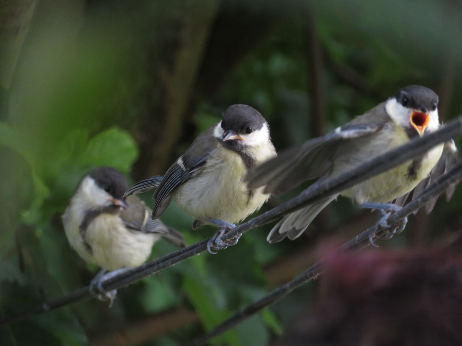 Canon PowerShot SX720 HS sample photo. Great tit, young, plumage photography