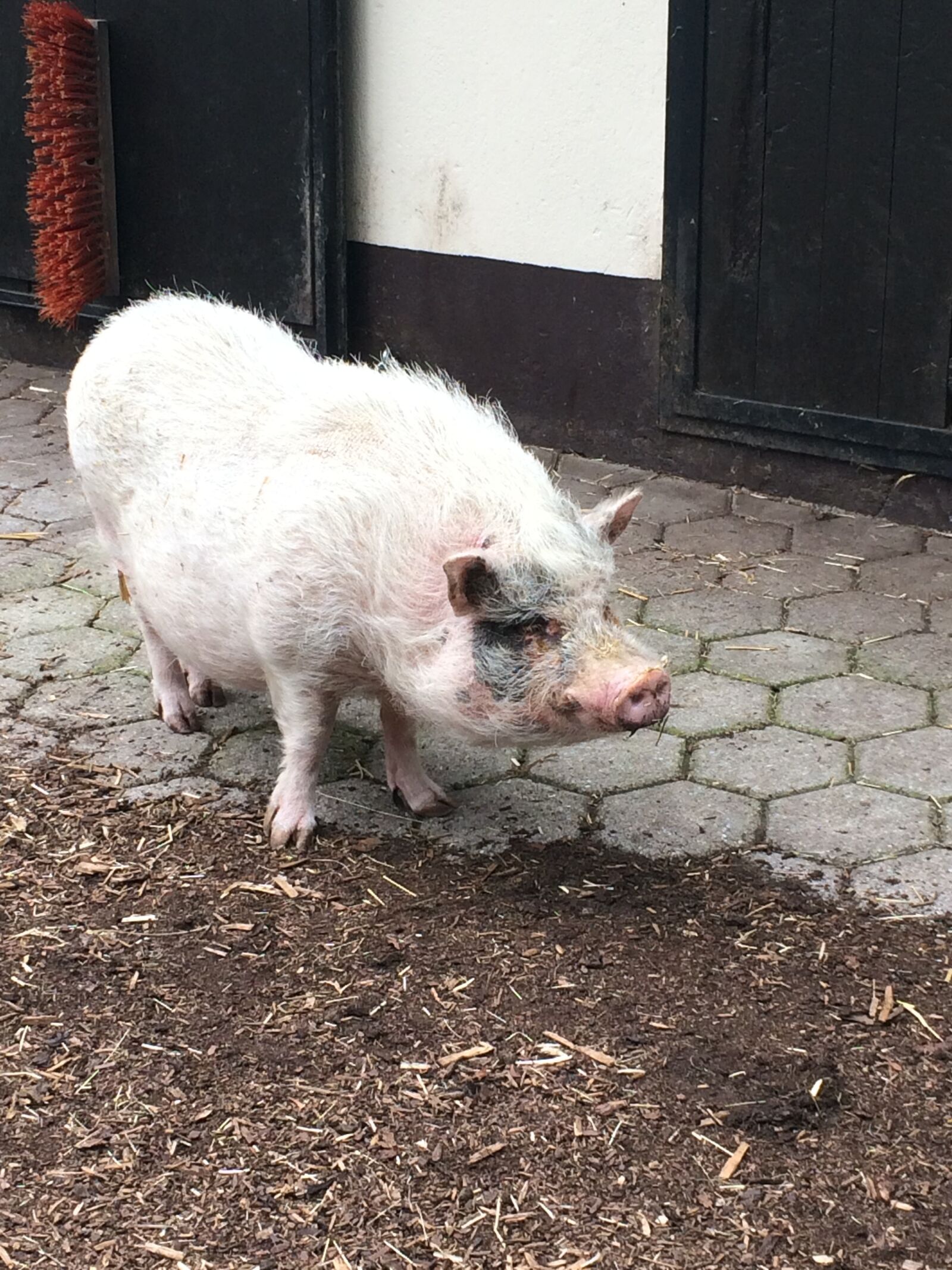 iPhone 5s back camera 4.15mm f/2.2 sample photo. Pig, hairy, farm photography