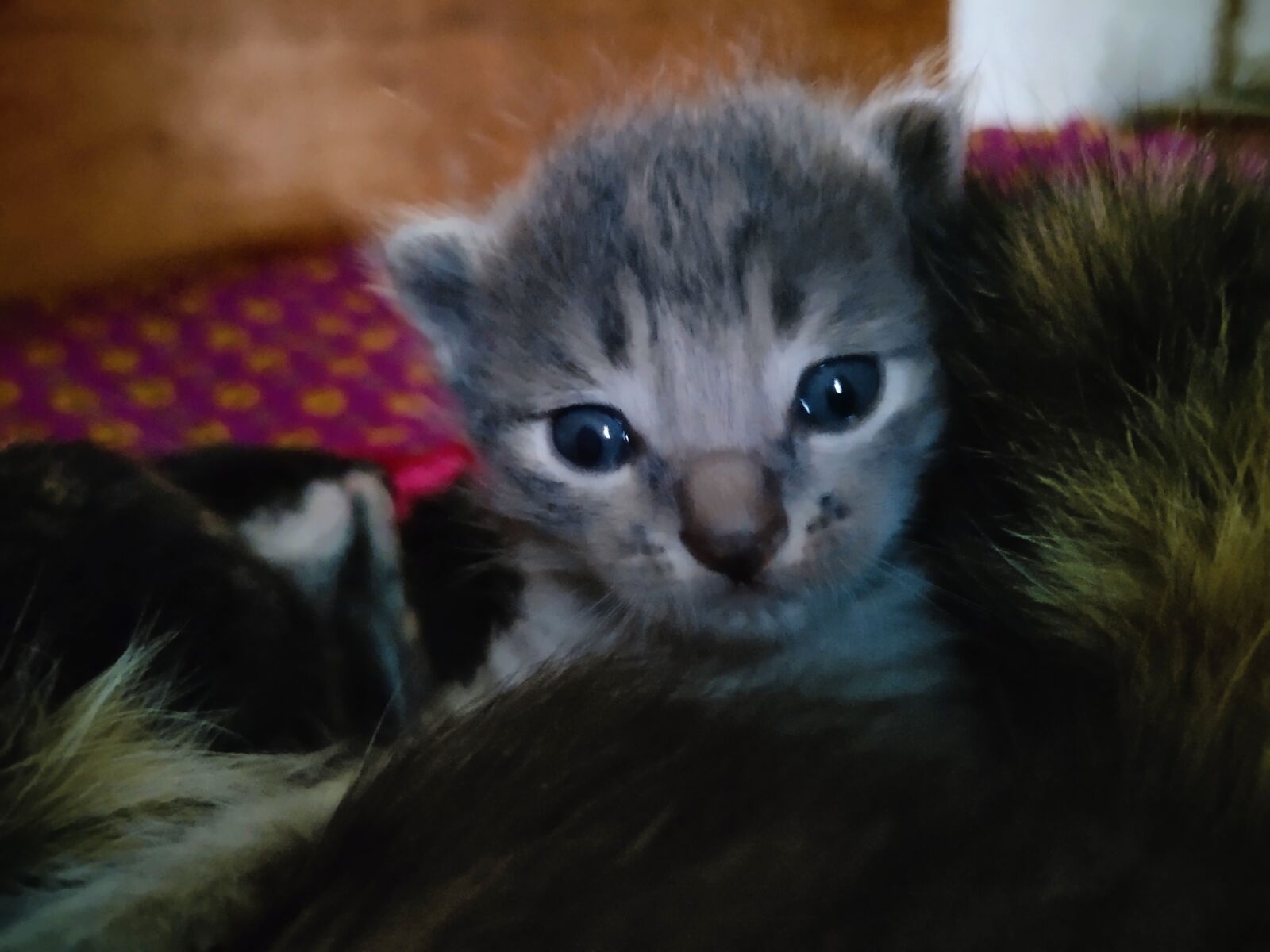 vivo IQOO sample photo. Cute, small milk cat photography
