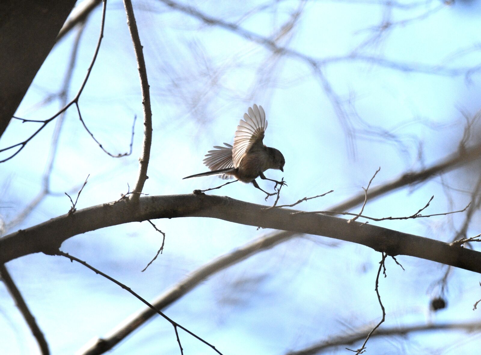 Nikon D850 sample photo. Bird, feathers, plumage photography