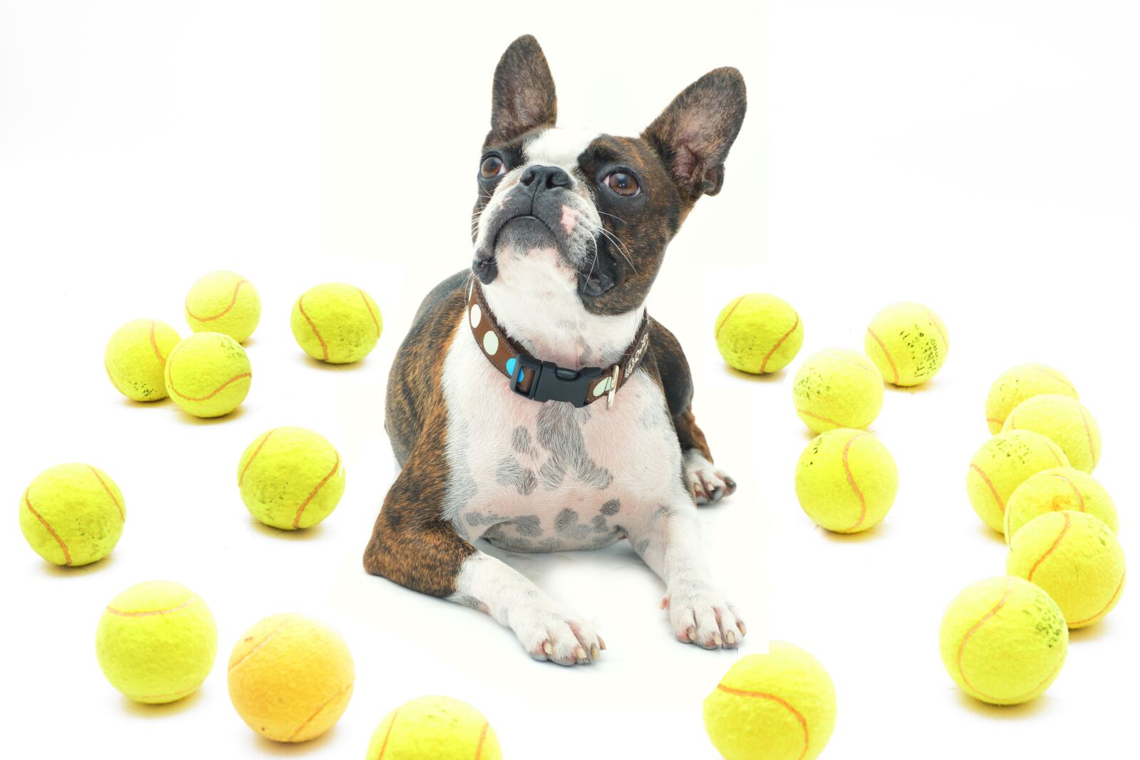 Nikon D5200 sample photo. Jilly in, boston terrier photography