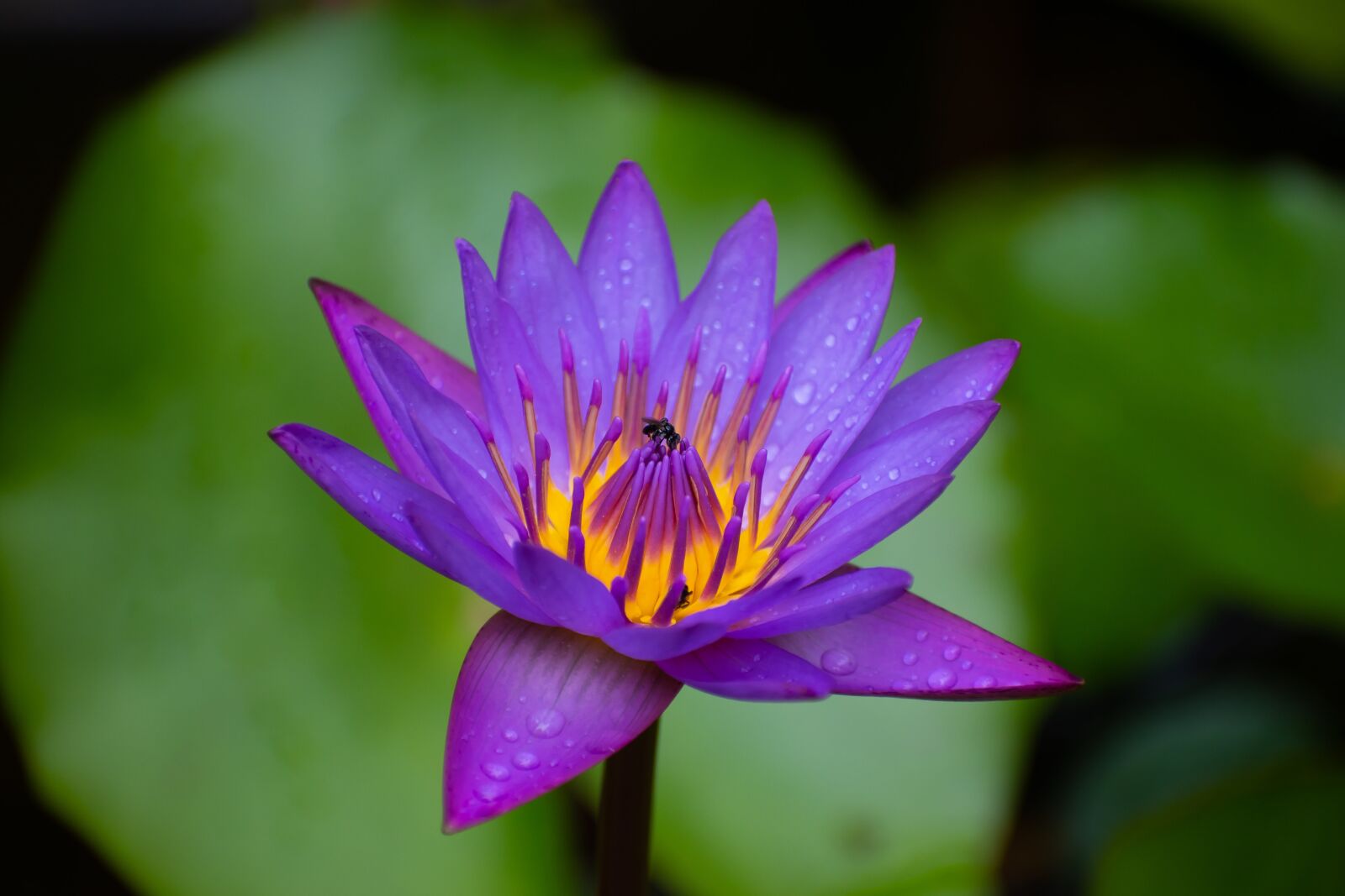 Nikon D500 sample photo. Water lily, kerala, purple photography