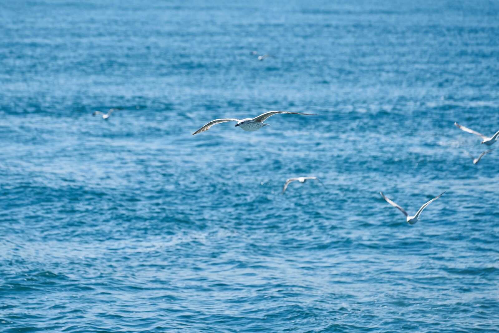 Sony FE 70-200mm F4 G OSS sample photo. Martila, birds, fly photography