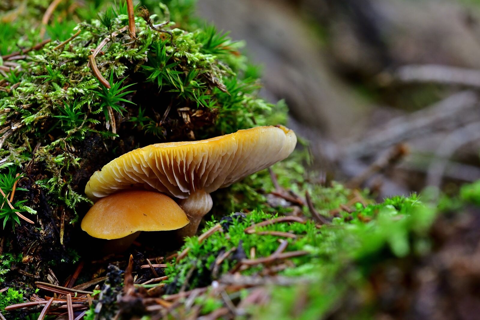 Nikon D5200 sample photo. Nature, forest, mushrooms photography