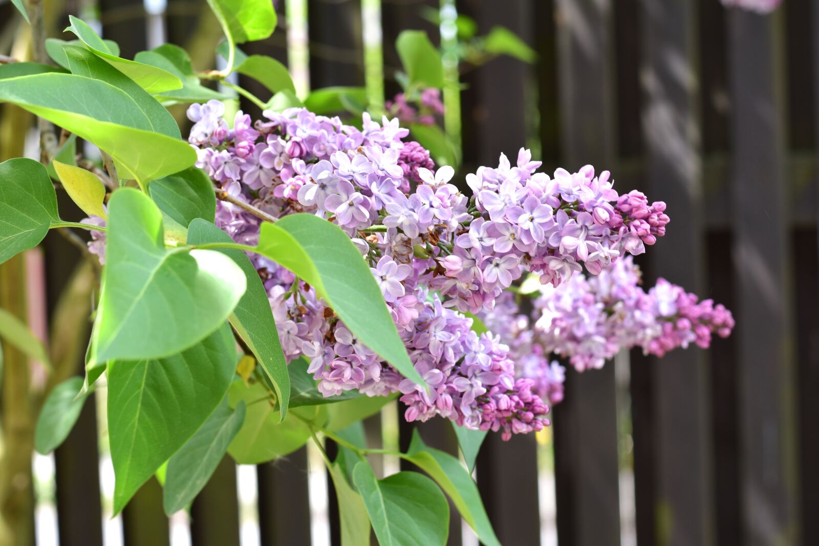 Nikon D5500 sample photo. Lilac, bush, flora photography