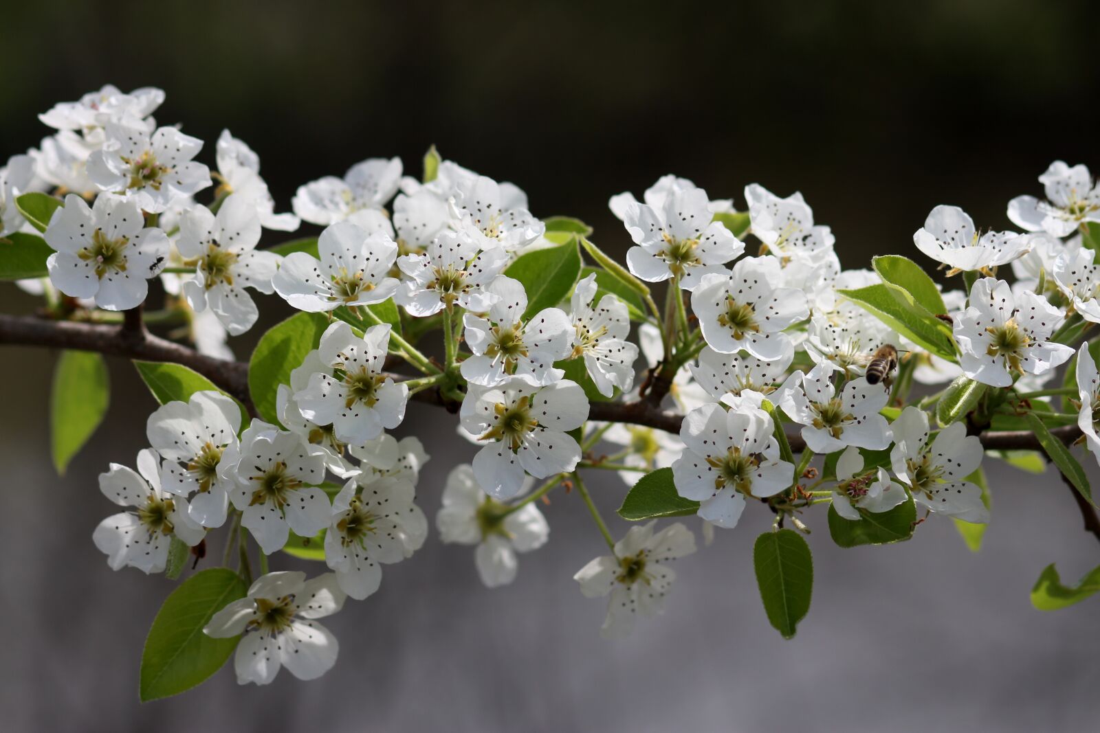 Canon EOS 700D (EOS Rebel T5i / EOS Kiss X7i) + Canon EF 85mm F1.8 USM sample photo. Flowers, white, tree photography