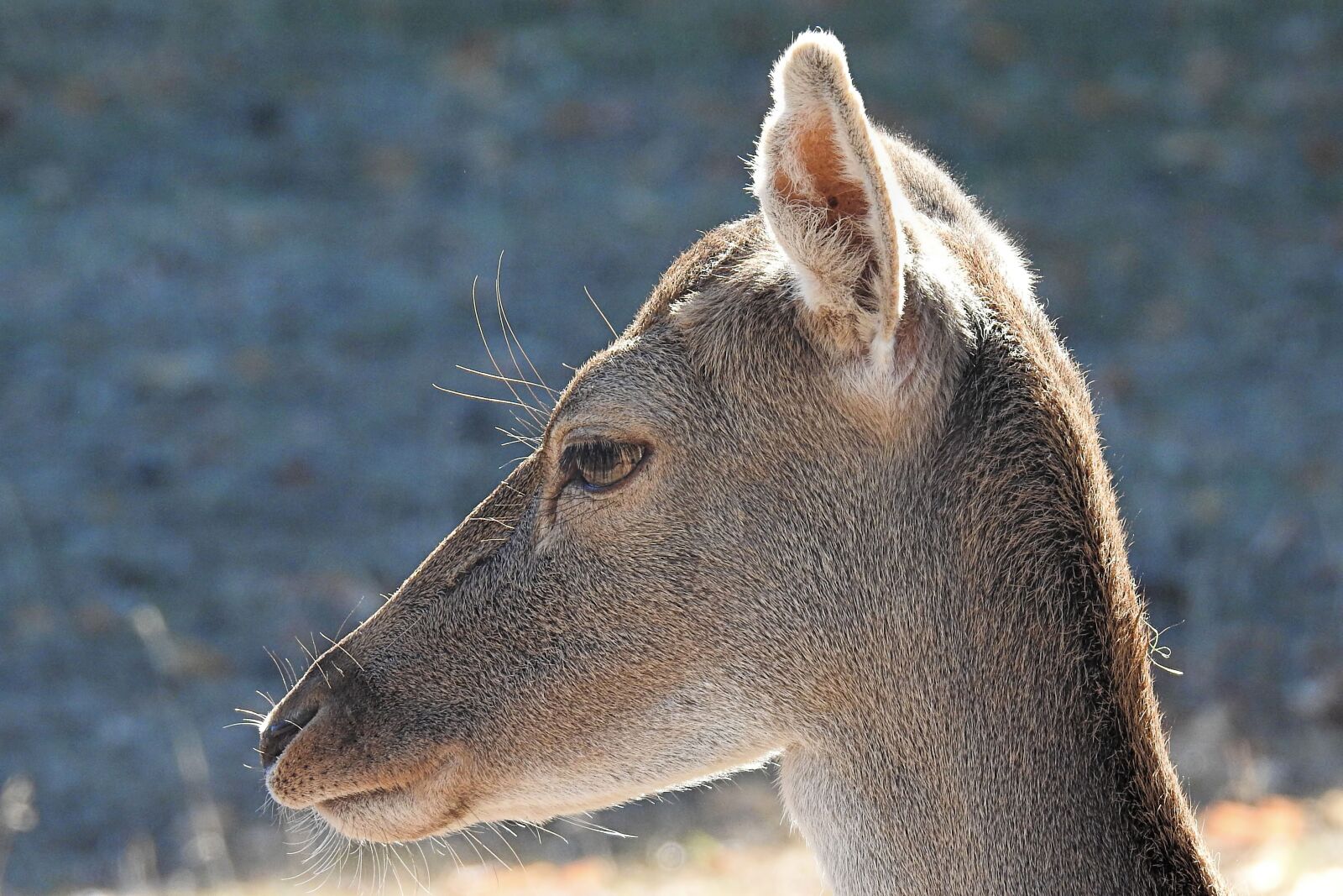 Nikon Coolpix P900 sample photo. Roe deer, wild, fallow photography