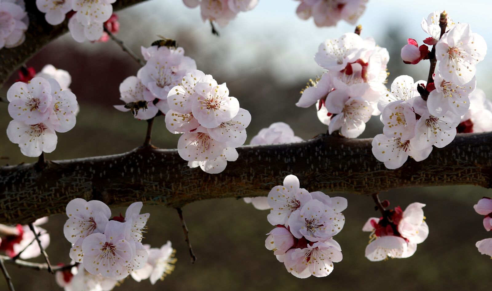 Canon EF-S 60mm F2.8 Macro USM sample photo. Flowers, white, spring photography
