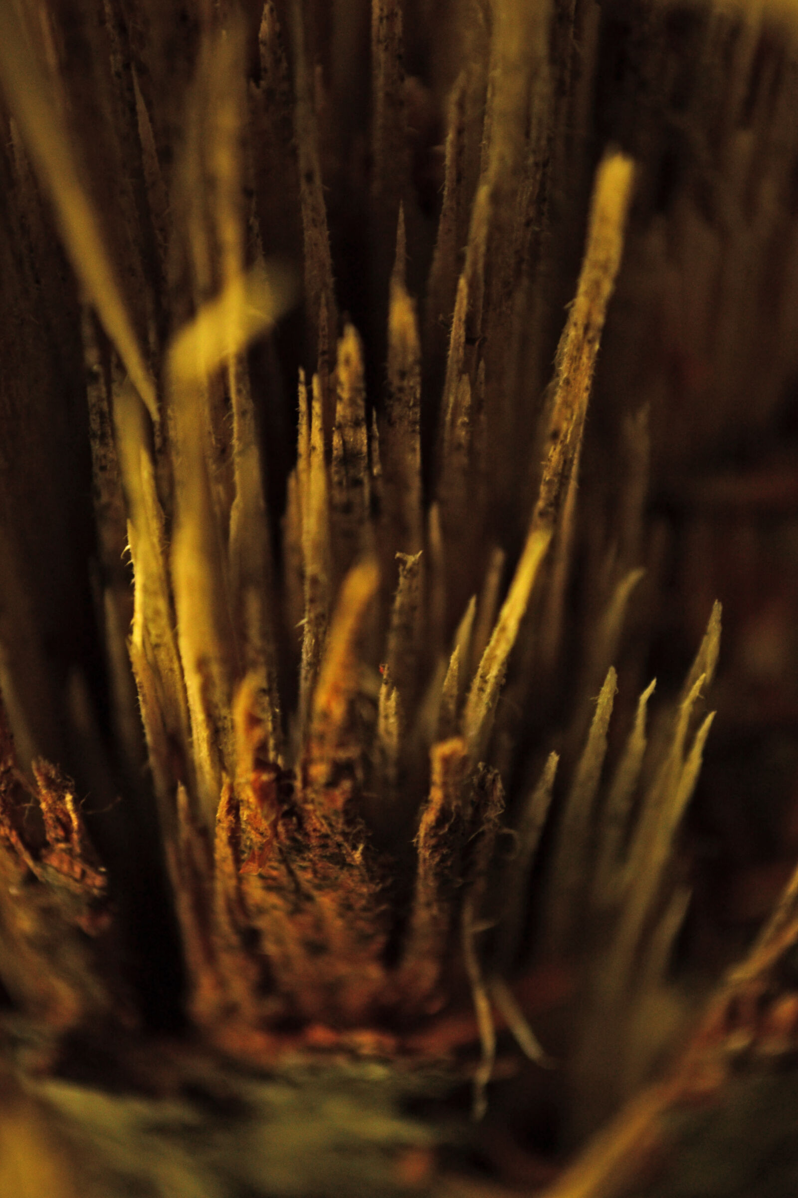 Nikon D3100 sample photo. Texture, tree, wood photography