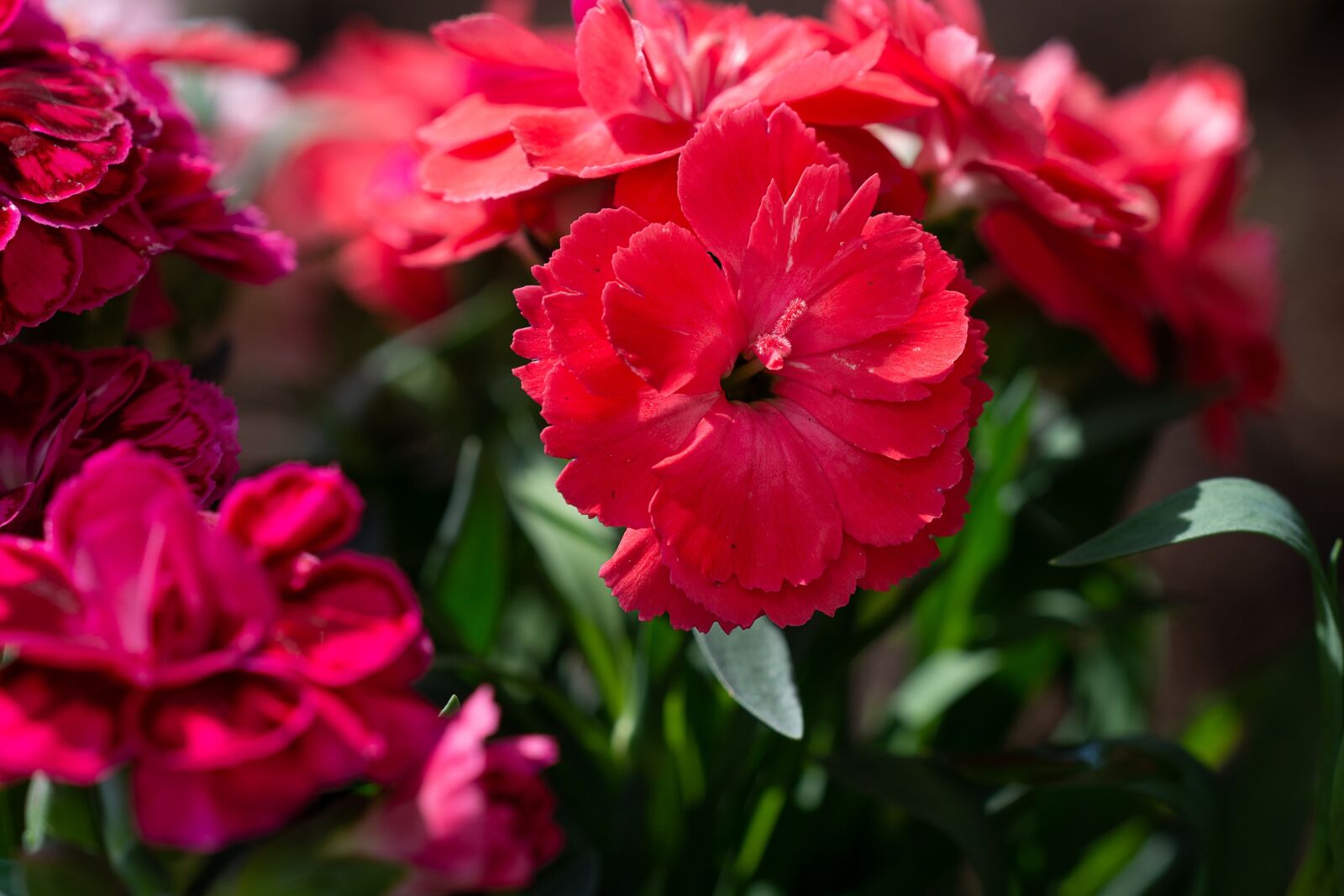 Nikon D7100 sample photo. Cloves, red, red carnation photography