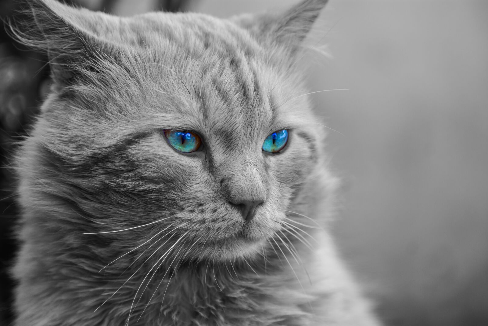 Nikon D3400 sample photo. Cat, animal, artistic photography