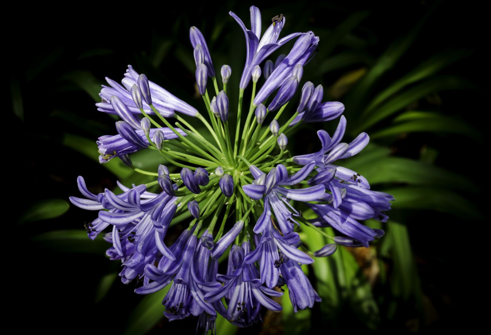 Nikon D5100 sample photo. Flower, plant, natural photography