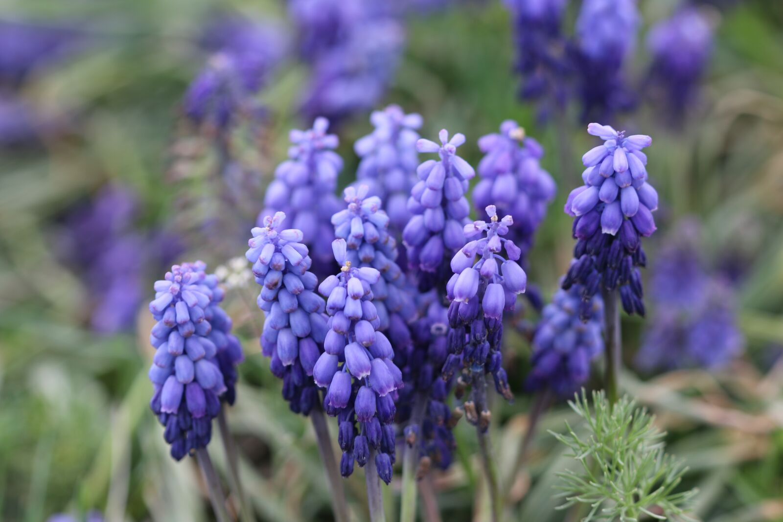 Canon EOS 70D + Canon EF 100mm F2.8 Macro USM sample photo. Purple, hyacinth, macro photography